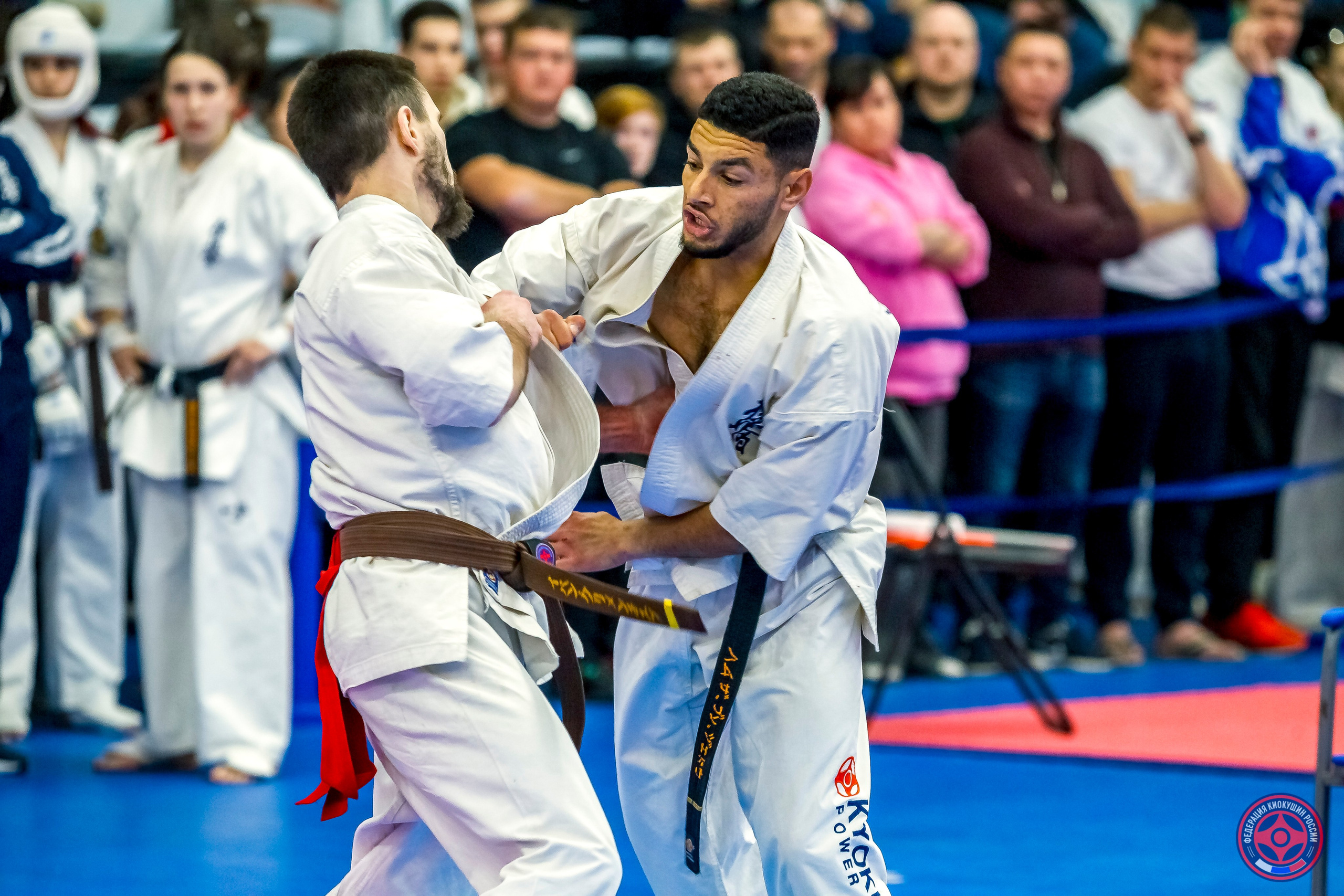 Международный турнир по киокушин «Открытый кубок Seiken». Репортажная съемка в Москве и области. Анималистика