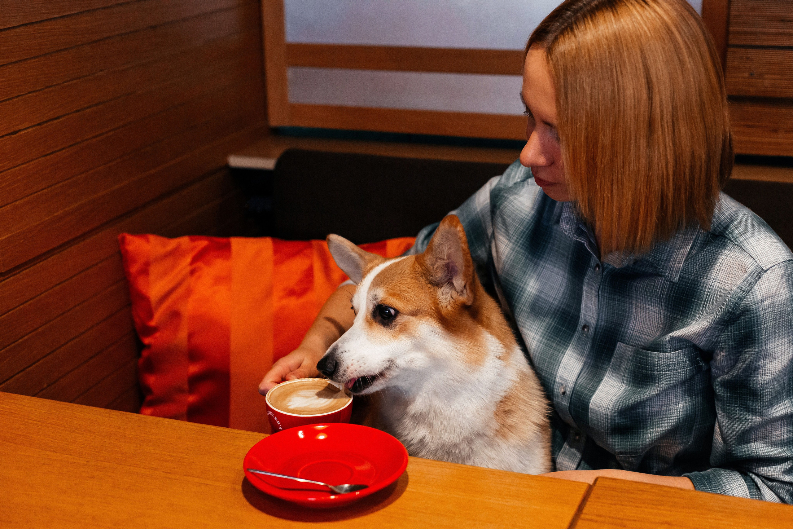 Корги в кафе дог-френдли. Фотограф-анималист в Краснодаре Маша Мельникова