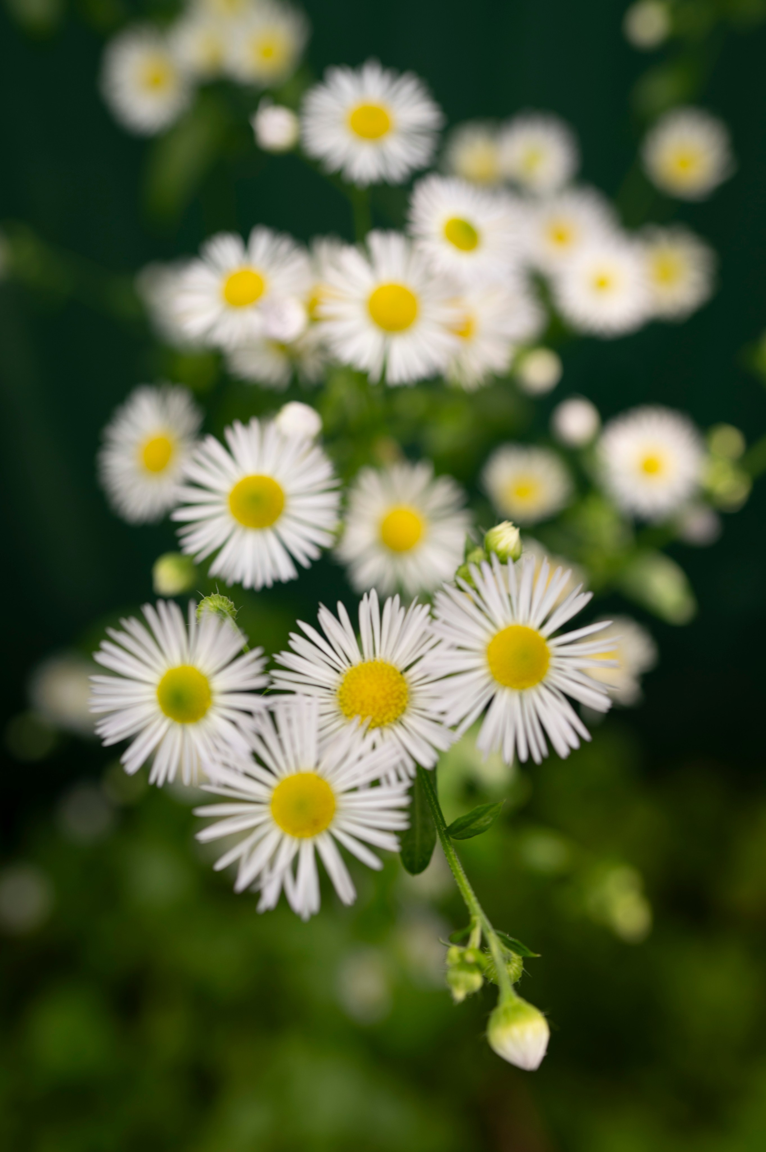 Осень во всей красе. Анна Боровикова, фотограф Пушкино
