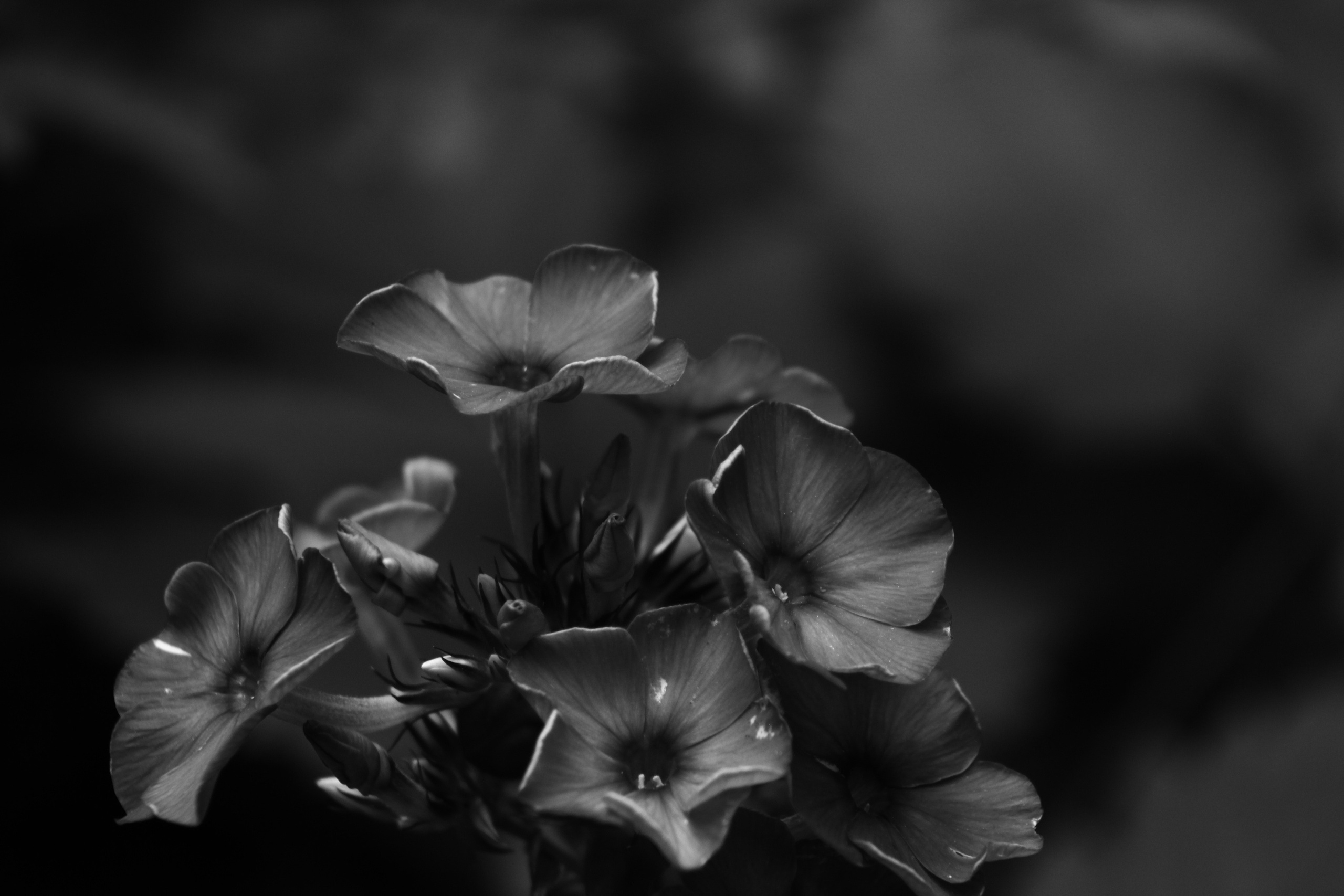 Цветы. Фотограф Сергей Яркин