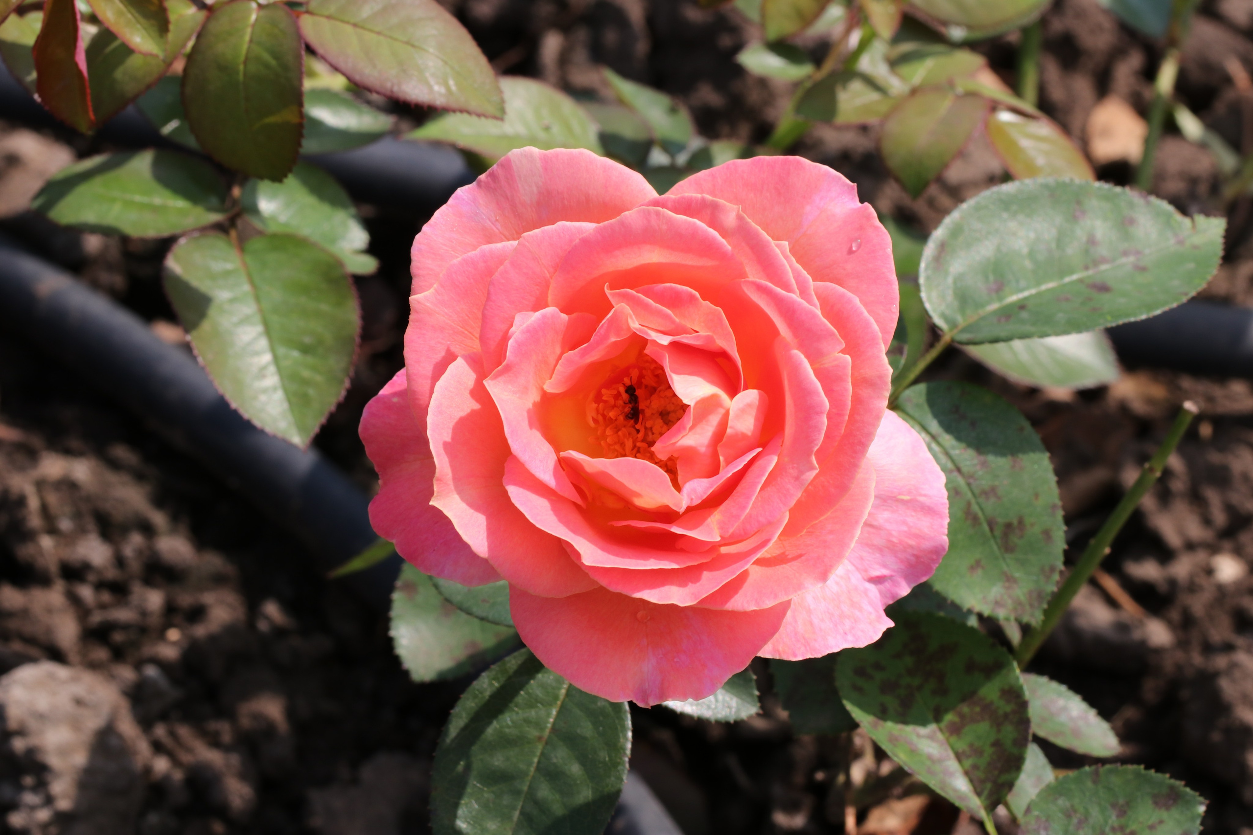 Долина роз в Кисловодске. Фото-художник и Репортажный фотограф Николаев Александр Алексеевич