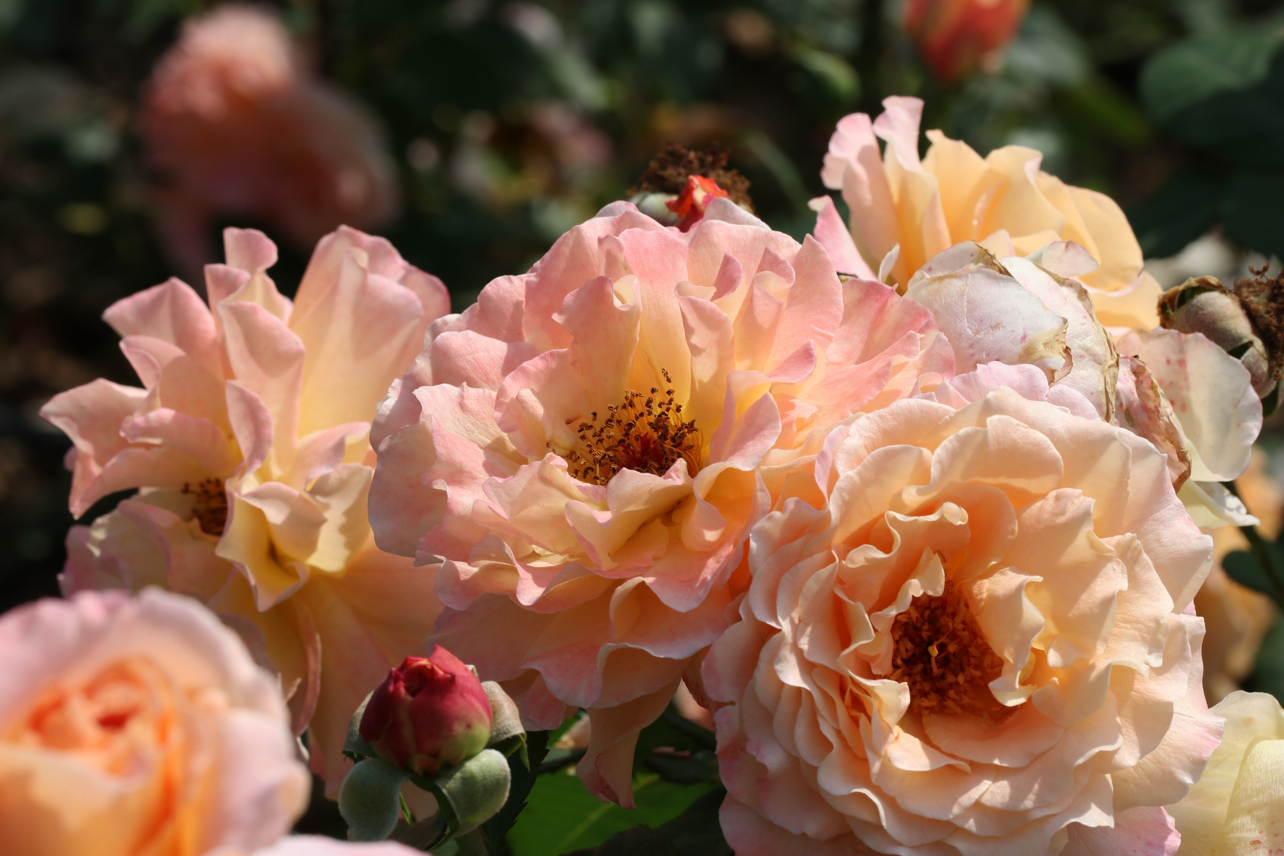 Долина роз в Кисловодске. Фото-художник и Репортажный фотограф Николаев Александр Алексеевич