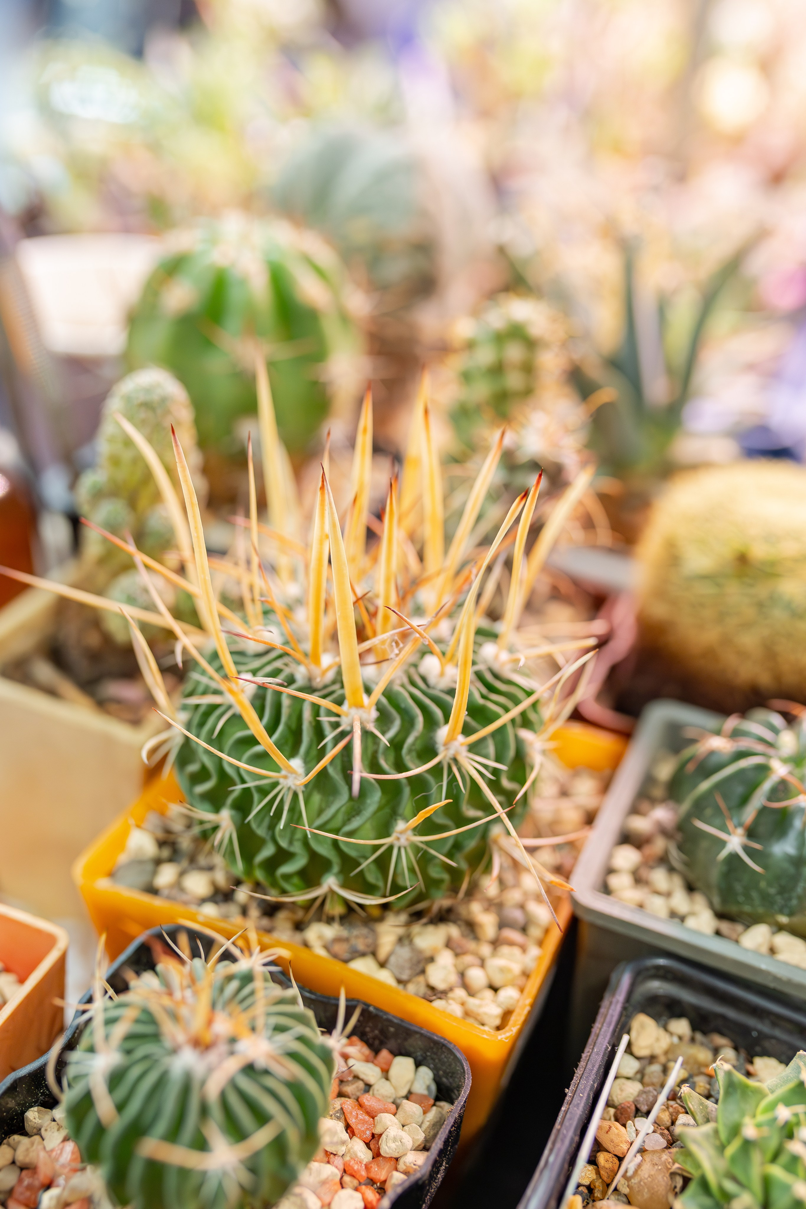 Монстериум апрель 2026. Александра Куликова фотограф, Москва