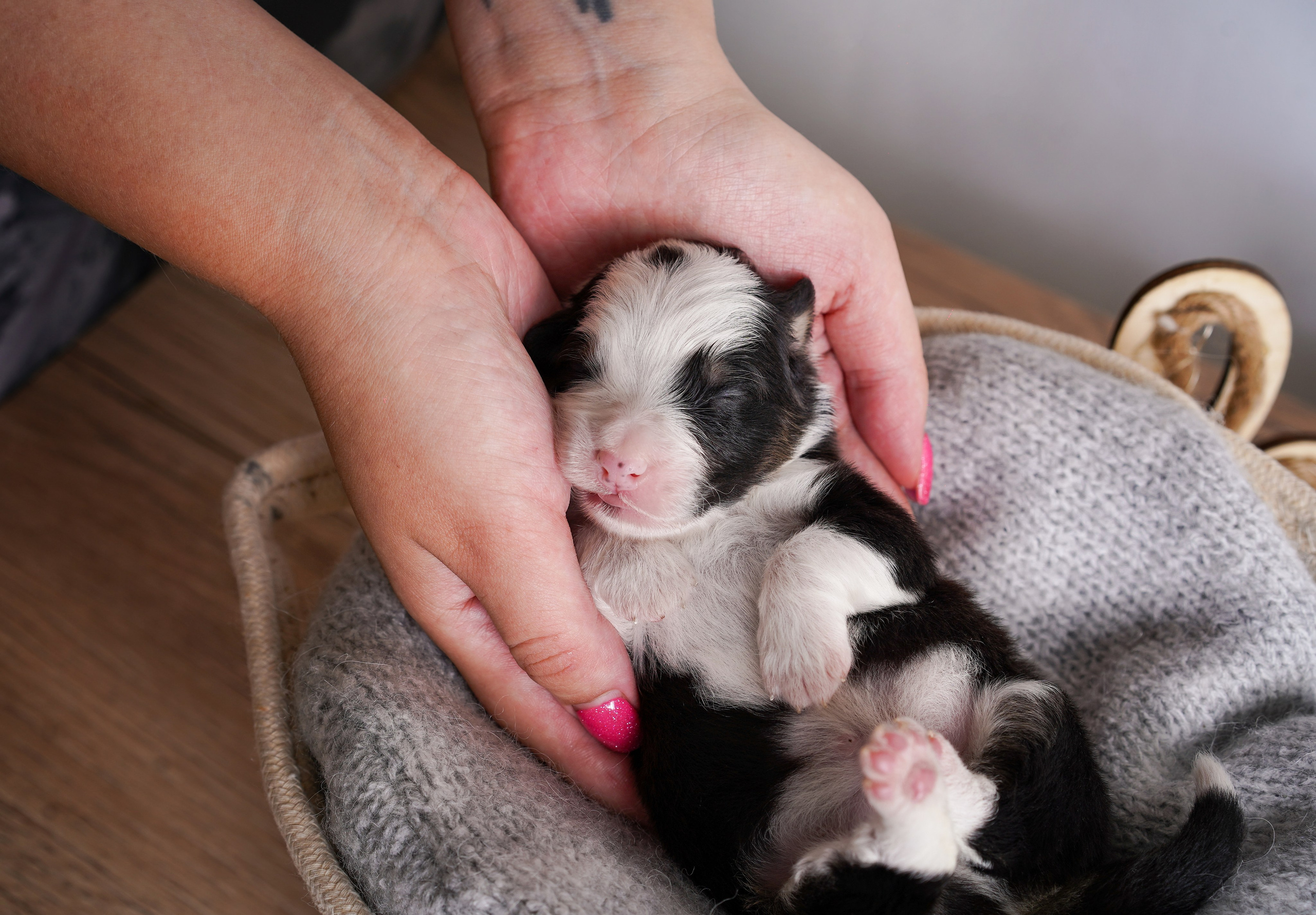 Щенки аусси. Фотограф-анималист в Санкт-Петербурге Яна Мартынова
