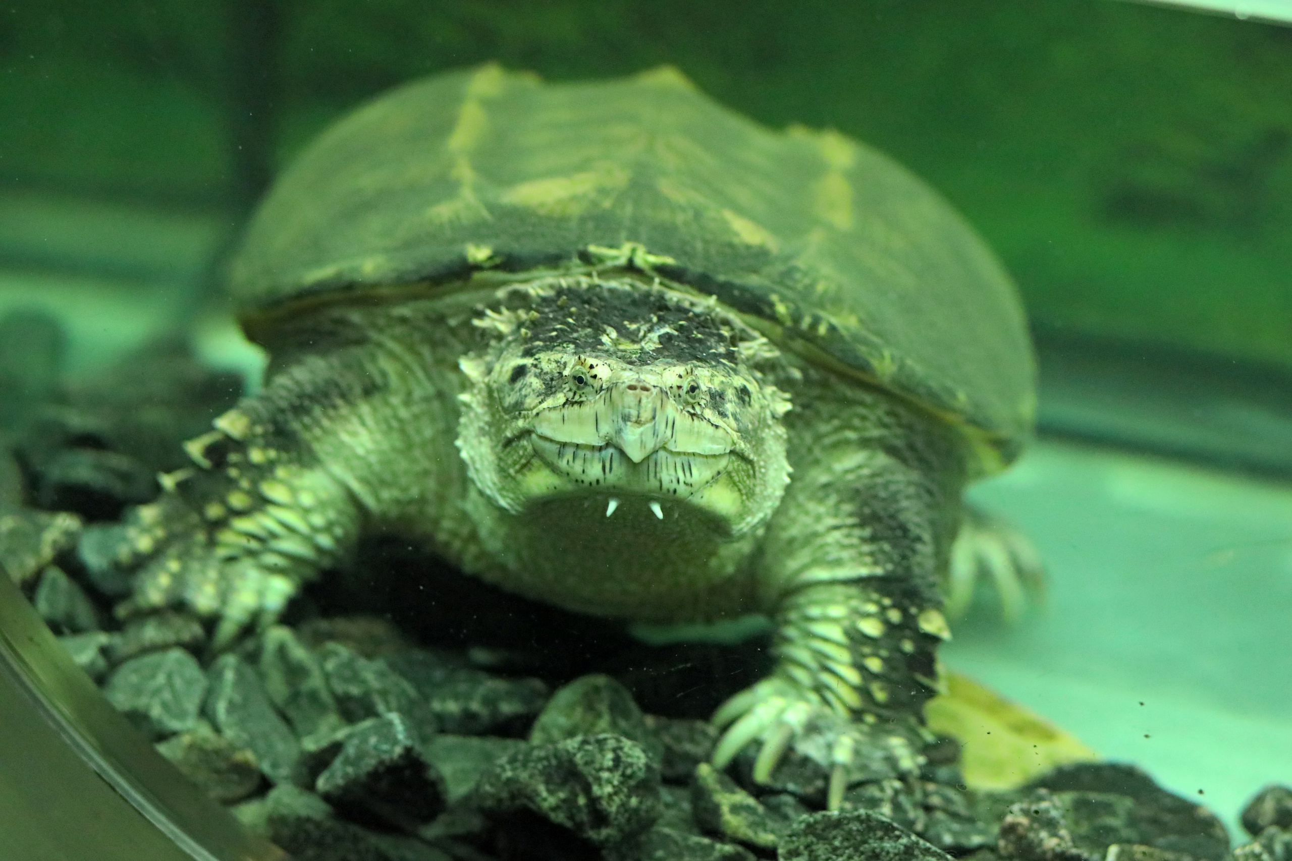 Ростовский зоопарк. Фото-художник и Репортажный фотограф Николаев Александр Алексеевич