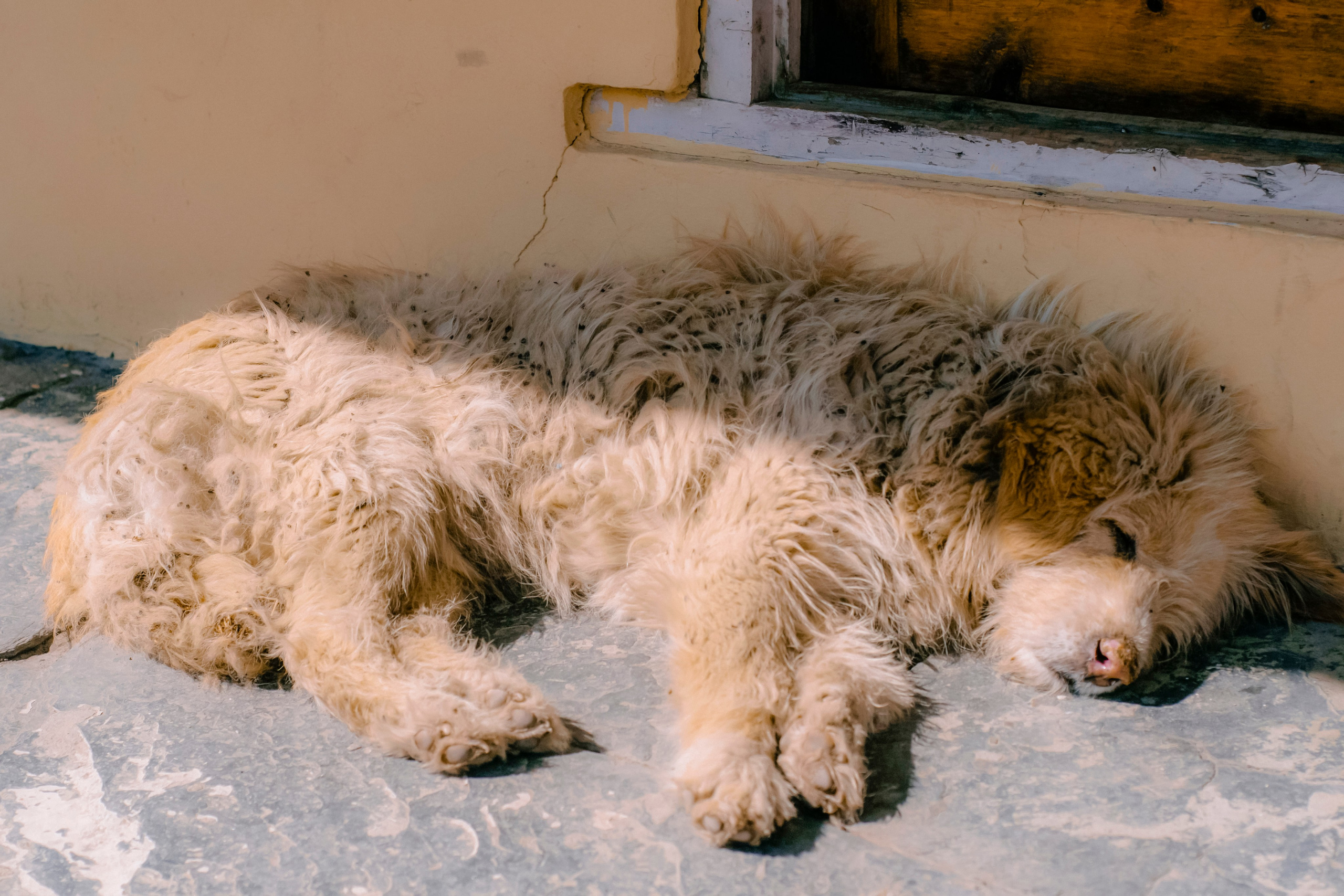 Annapurna trek. Iraogo