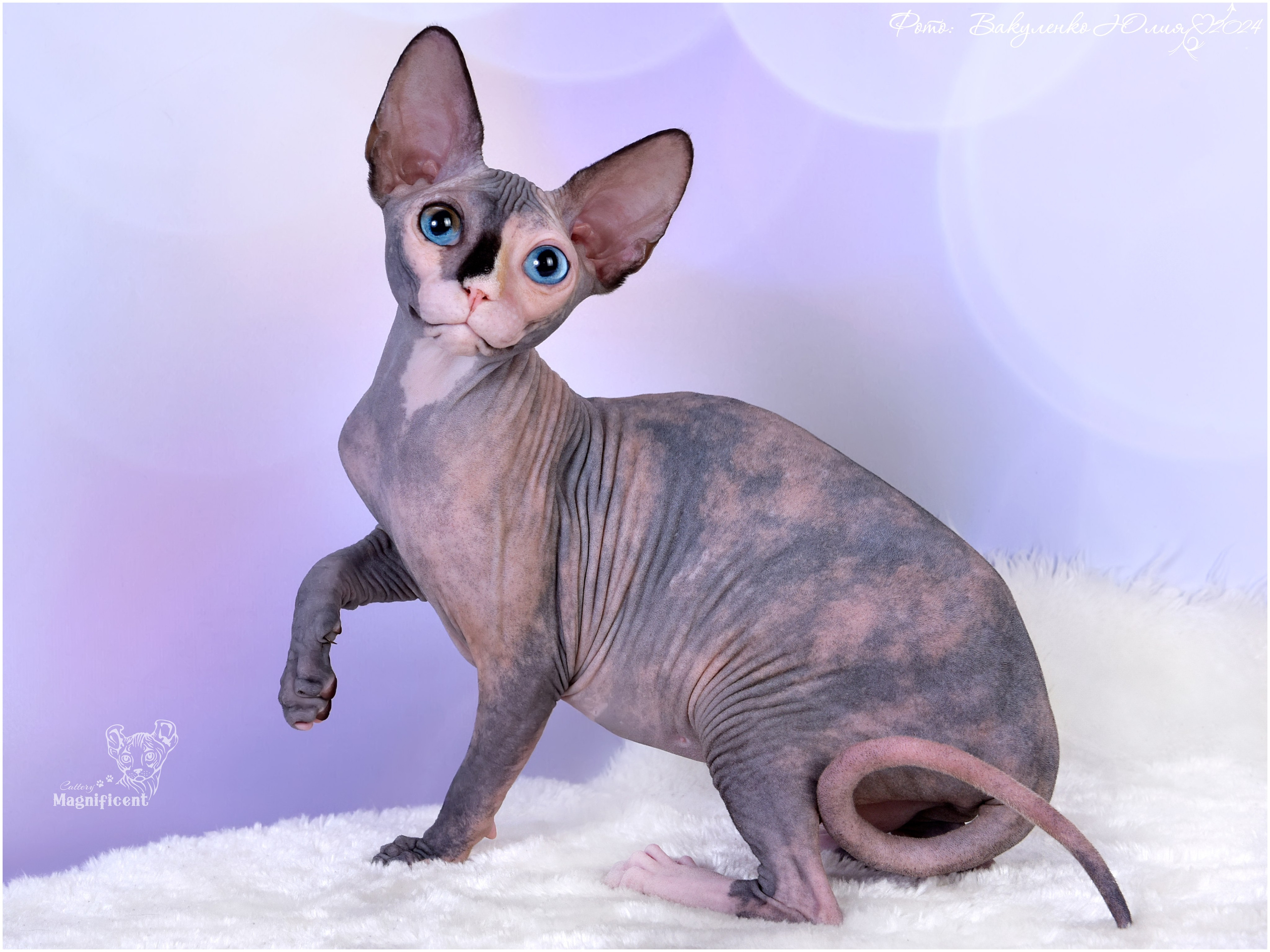 Взрослые. Фотограф анималист | семейный Юлия Вакуленко, г. Краснодар