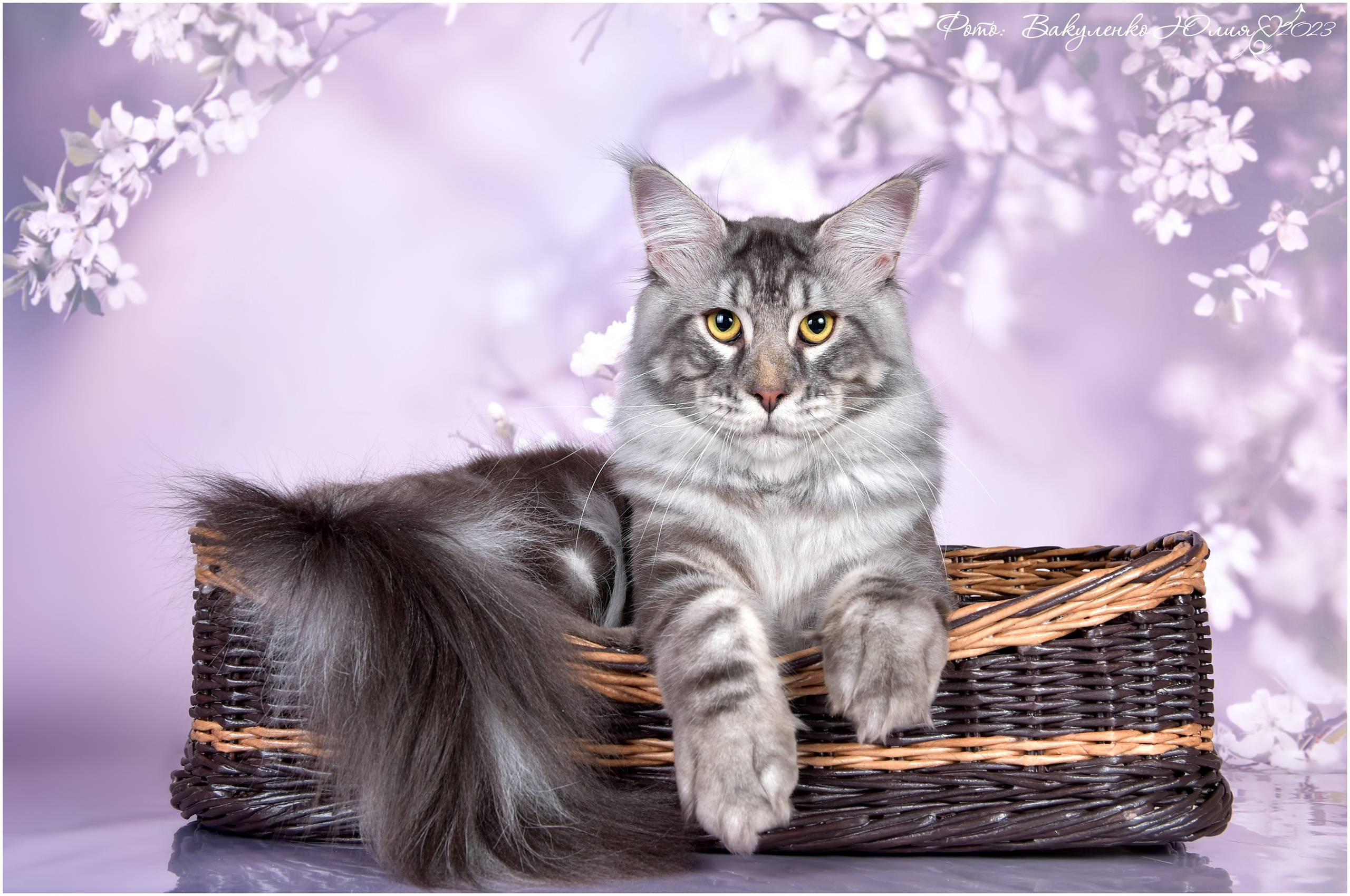 Взрослые. Фотограф анималист | семейный Юлия Вакуленко, г. Краснодар