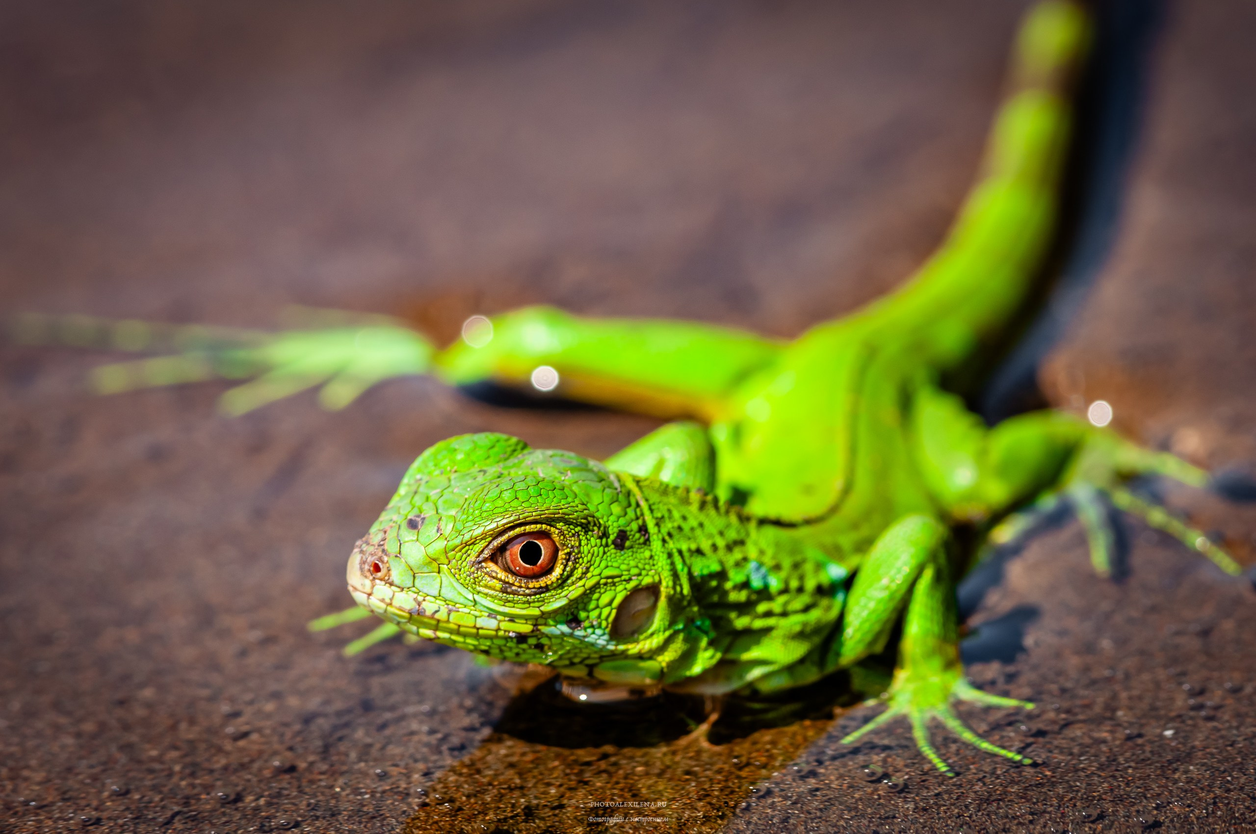 Все оттенки зелёного. Авторские стильные фотокартины