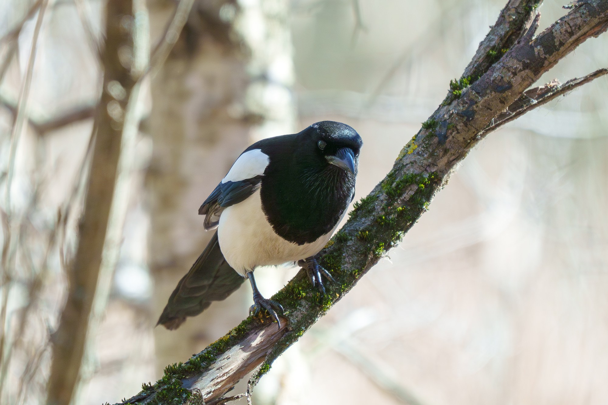 Удивительные мир птиц. Вокруг нас столько прекрасного — присмотритесь!. Ваш личный фотограф Марина Волкова