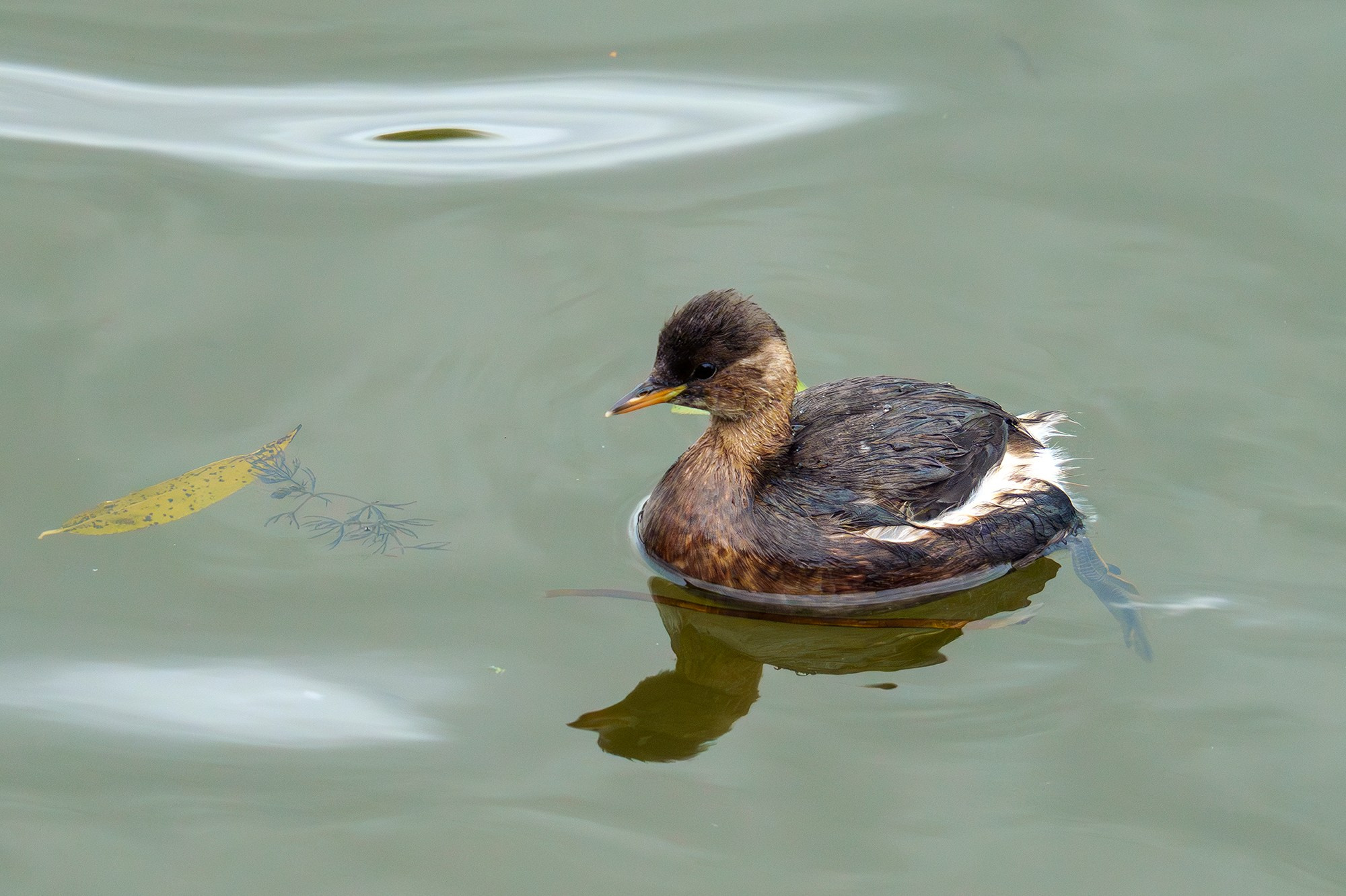 Удивительные мир птиц. Вокруг нас столько прекрасного — присмотритесь!. Ваш личный фотограф Марина Волкова