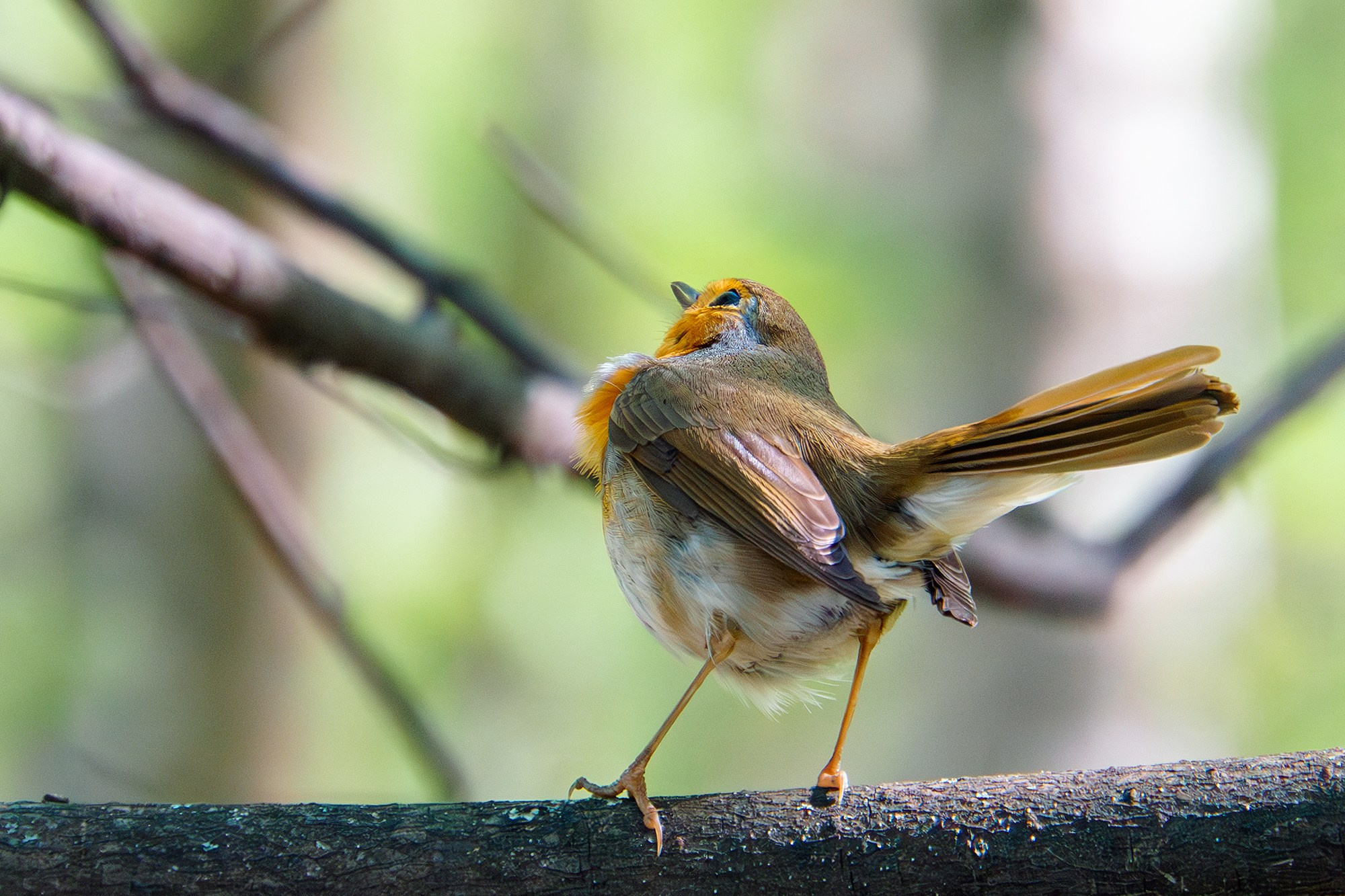 Удивительные мир птиц. Вокруг нас столько прекрасного — присмотритесь!. Ваш личный фотограф Марина Волкова