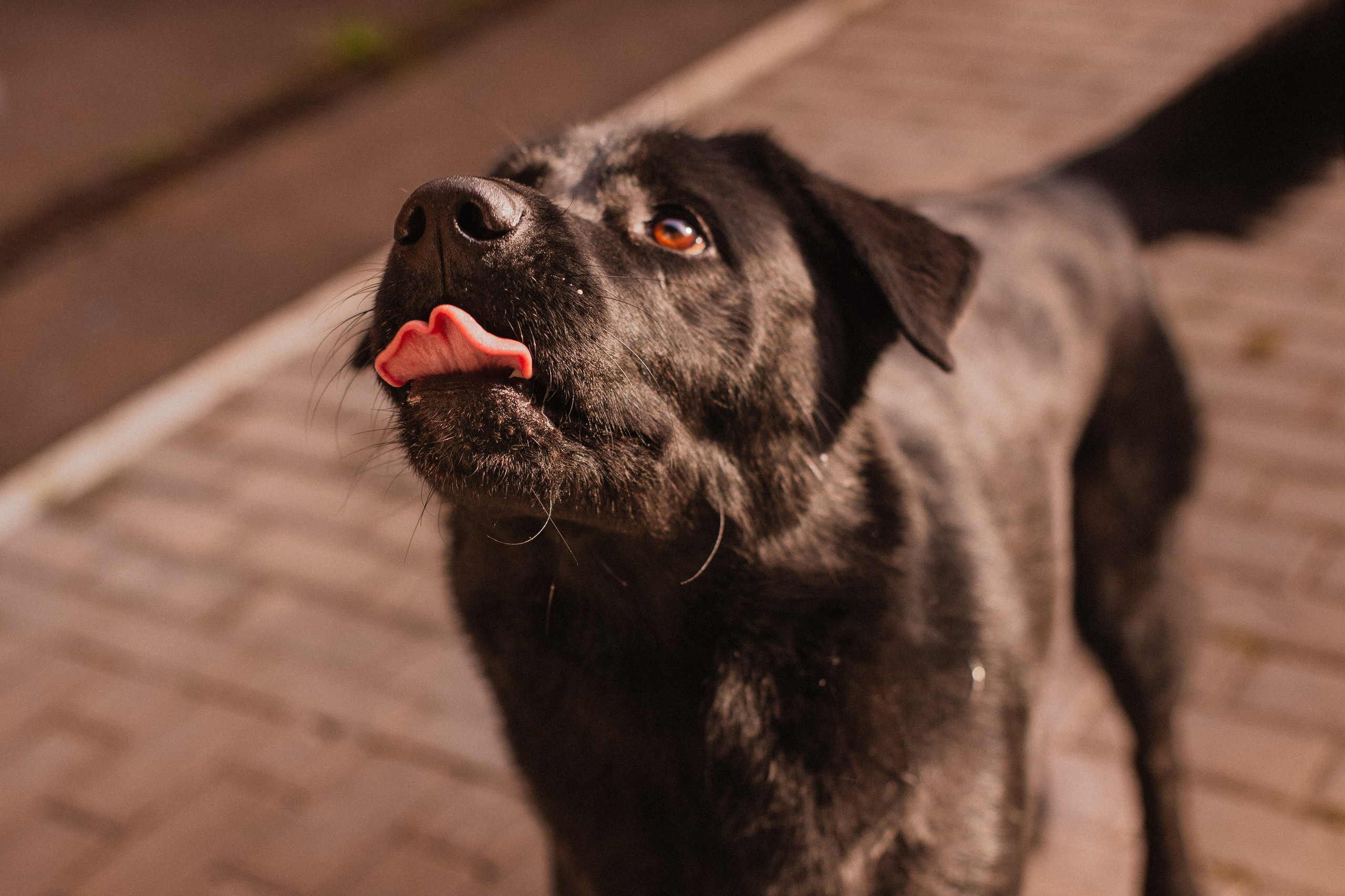 Анна и Лаки. Фотограф-анималист Мария Баркевич | Москва