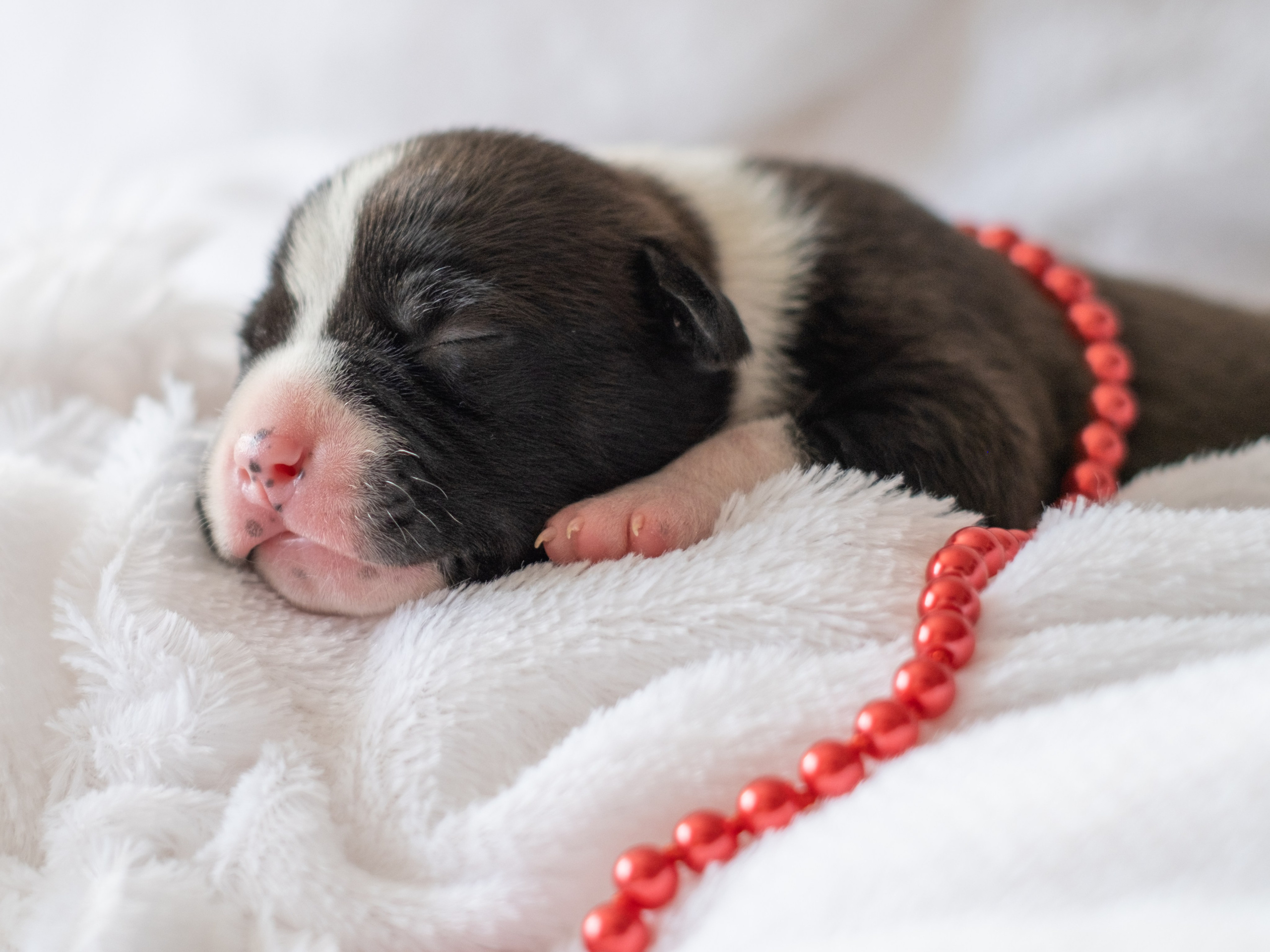Новорожденные АСТ для Алиночки). Зоофотограф, фотограф животных в Москве и области Дина Дамоцева