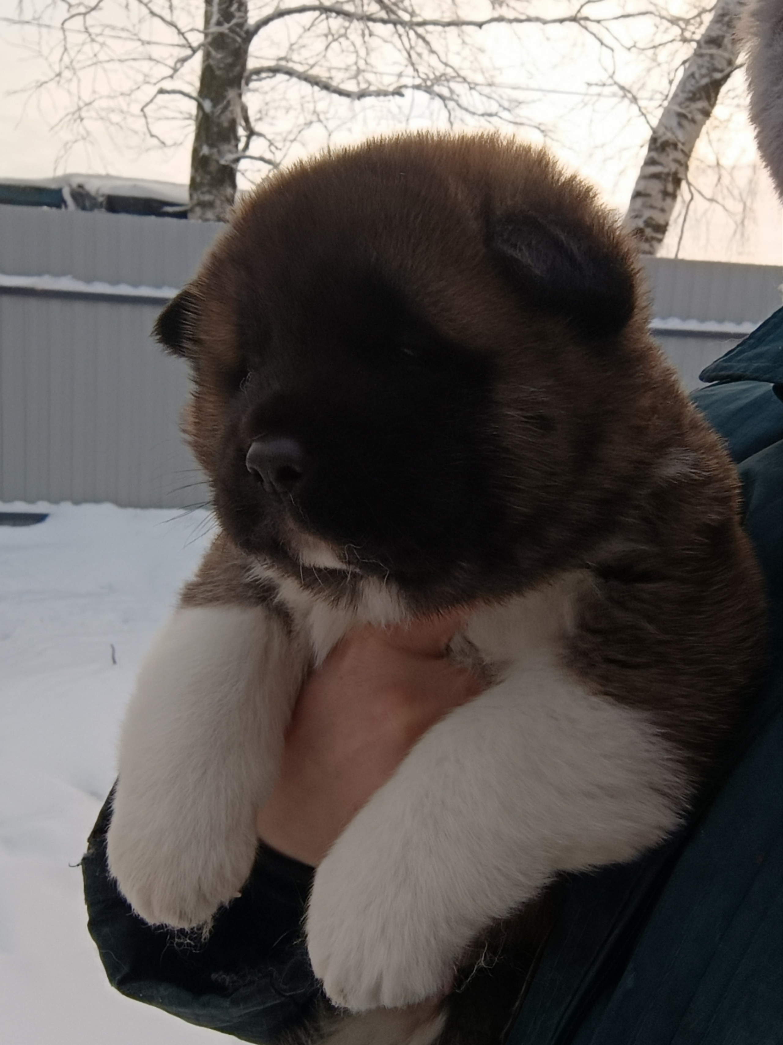 Rubylight Cirrus. Американская акита I Сиба ину I Питомник RUBYLIGHT