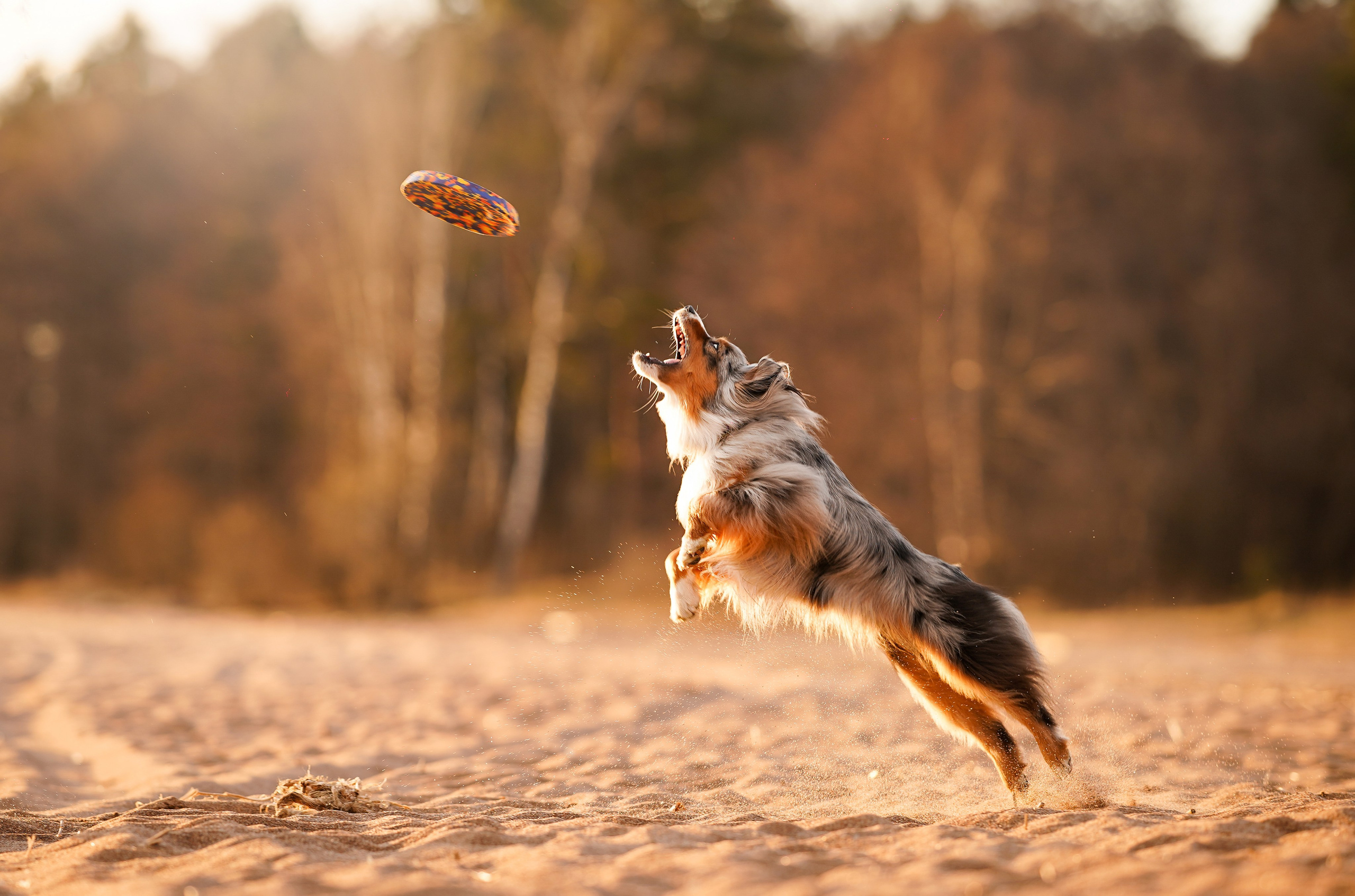 Алиса и Джокер. Фотограф-анималист в Санкт-Петербурге Яна Мартынова