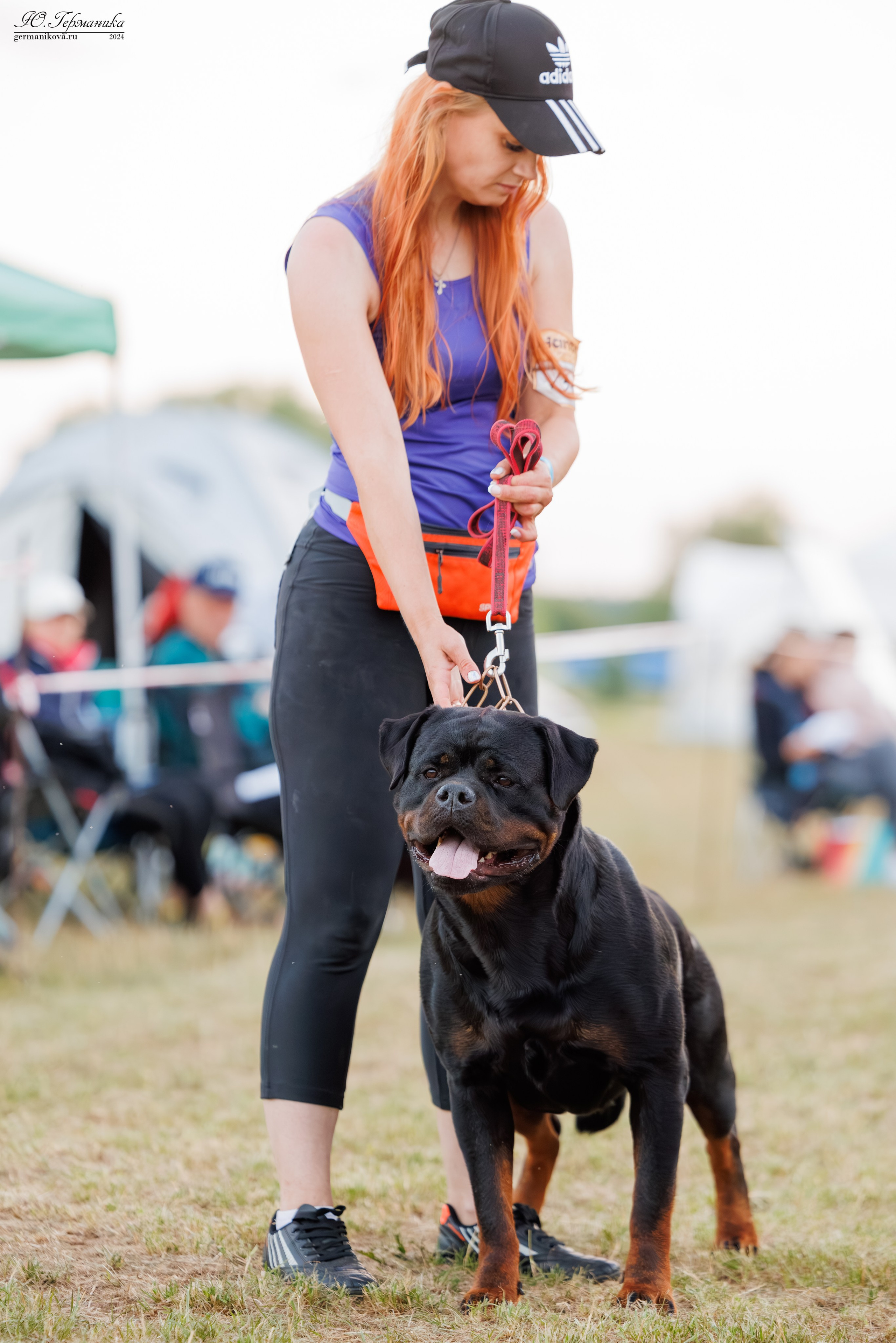 ПК и КЧК ротвейлеры Тверь 6-7.07.2024. Фотограф-анималист Юлия Германика