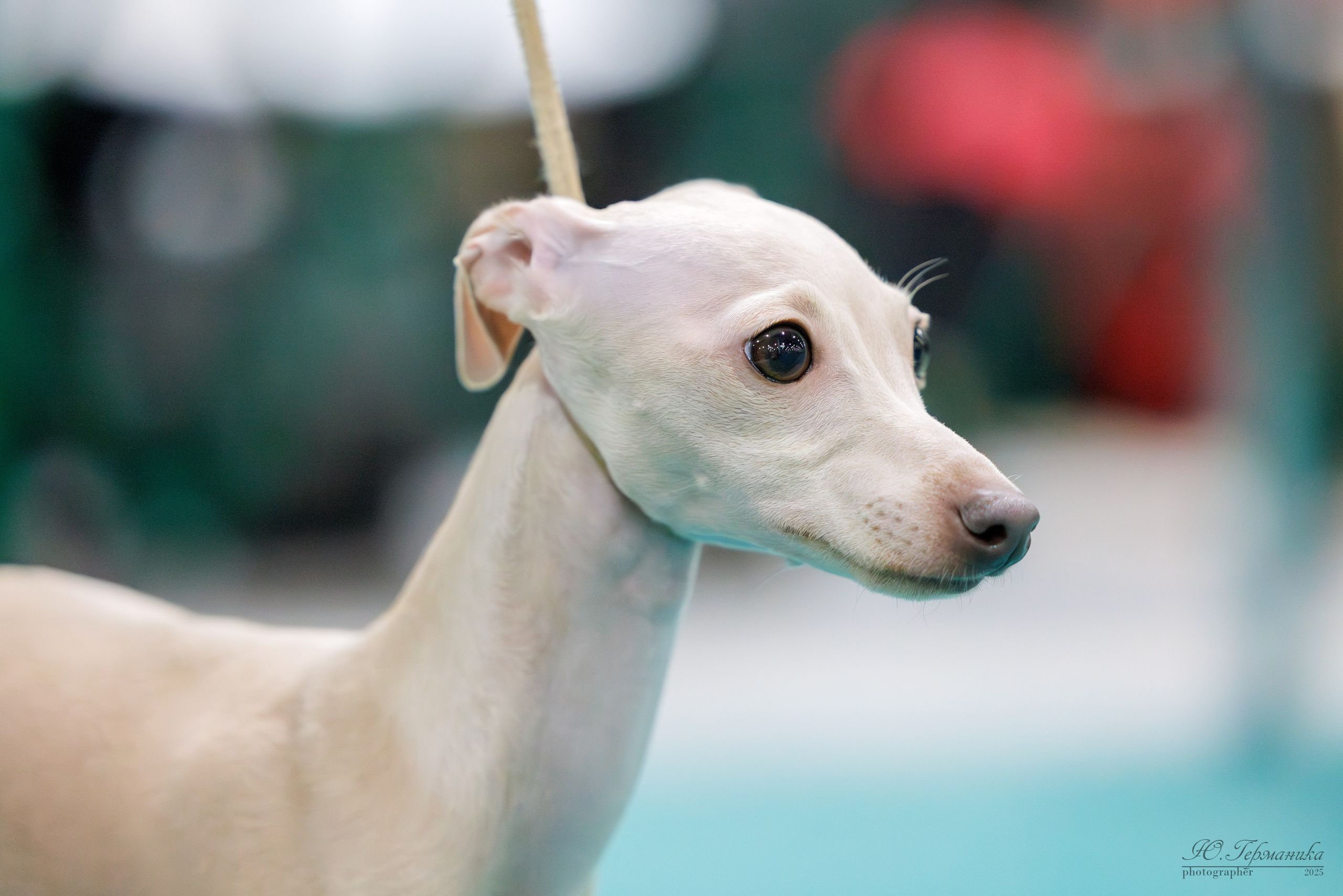 Гран-При 8.02.2025 и Крокус 09.02.2025. Фотограф-анималист Юлия Германика