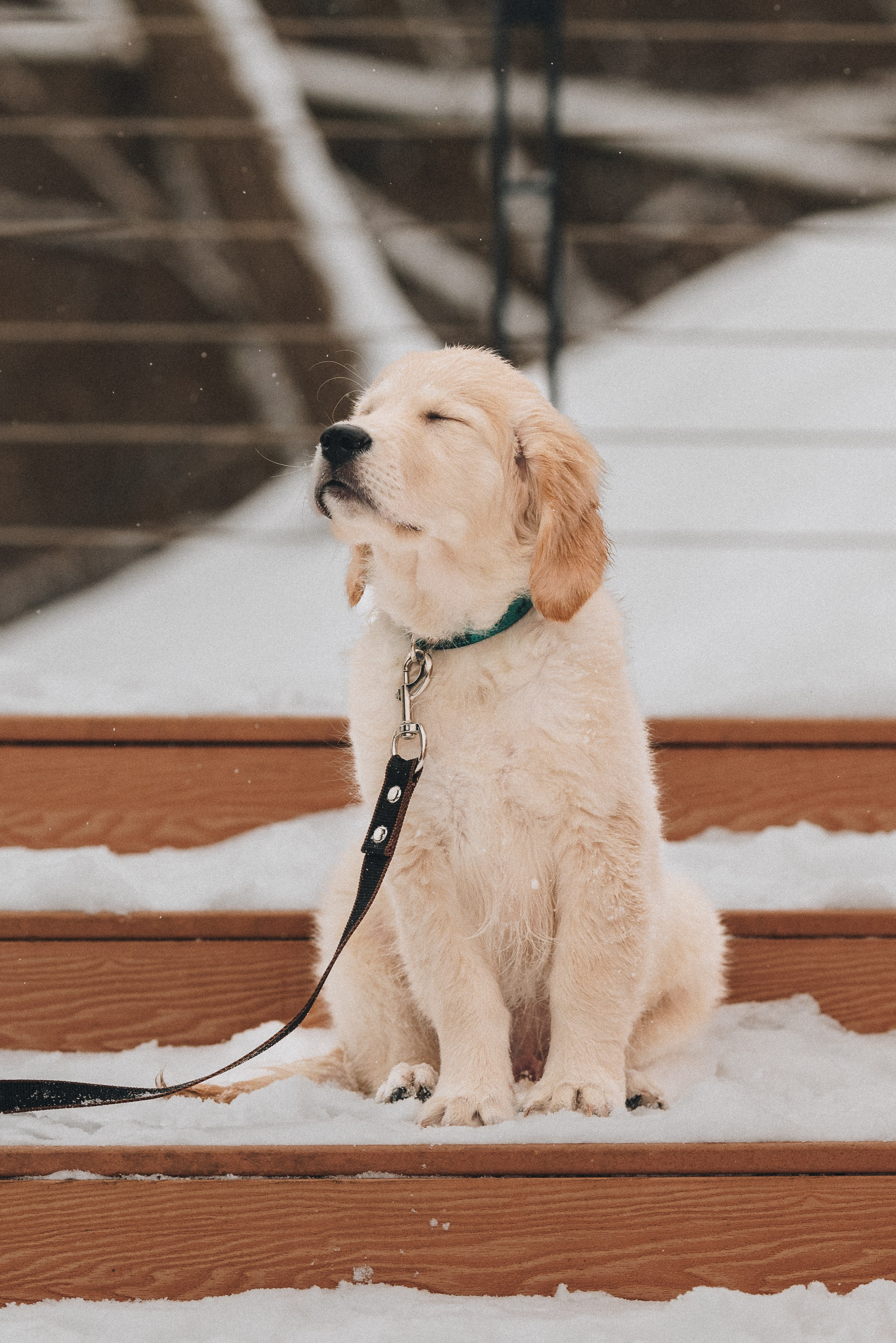 Sonia, Denis & Baggi. Natalia Finch Photography — Family, Kids & Pet Photographer in Chicago, IL