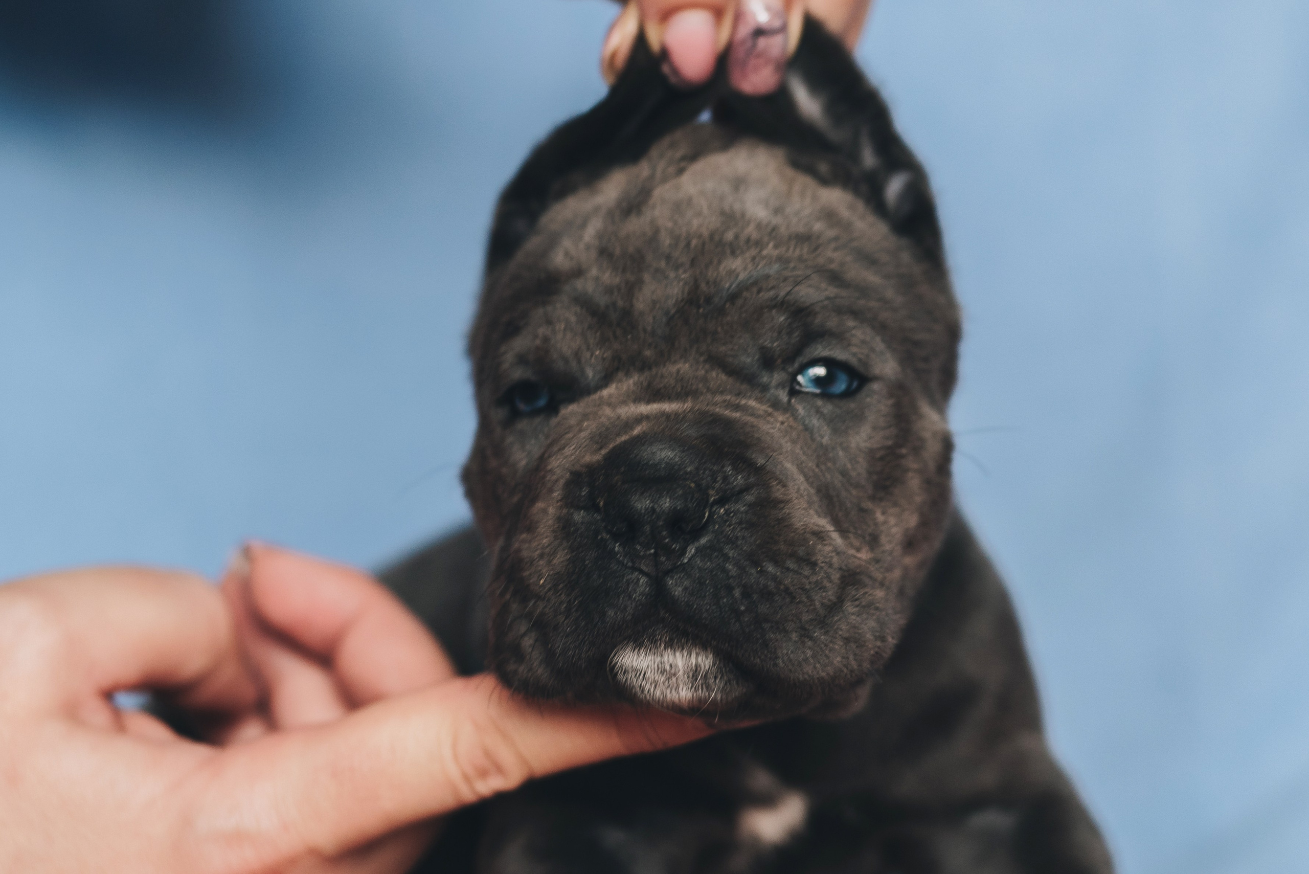 Cane Corso. Natalia Finch Photography — Family, Kids & Pet Photographer in Chicago, IL