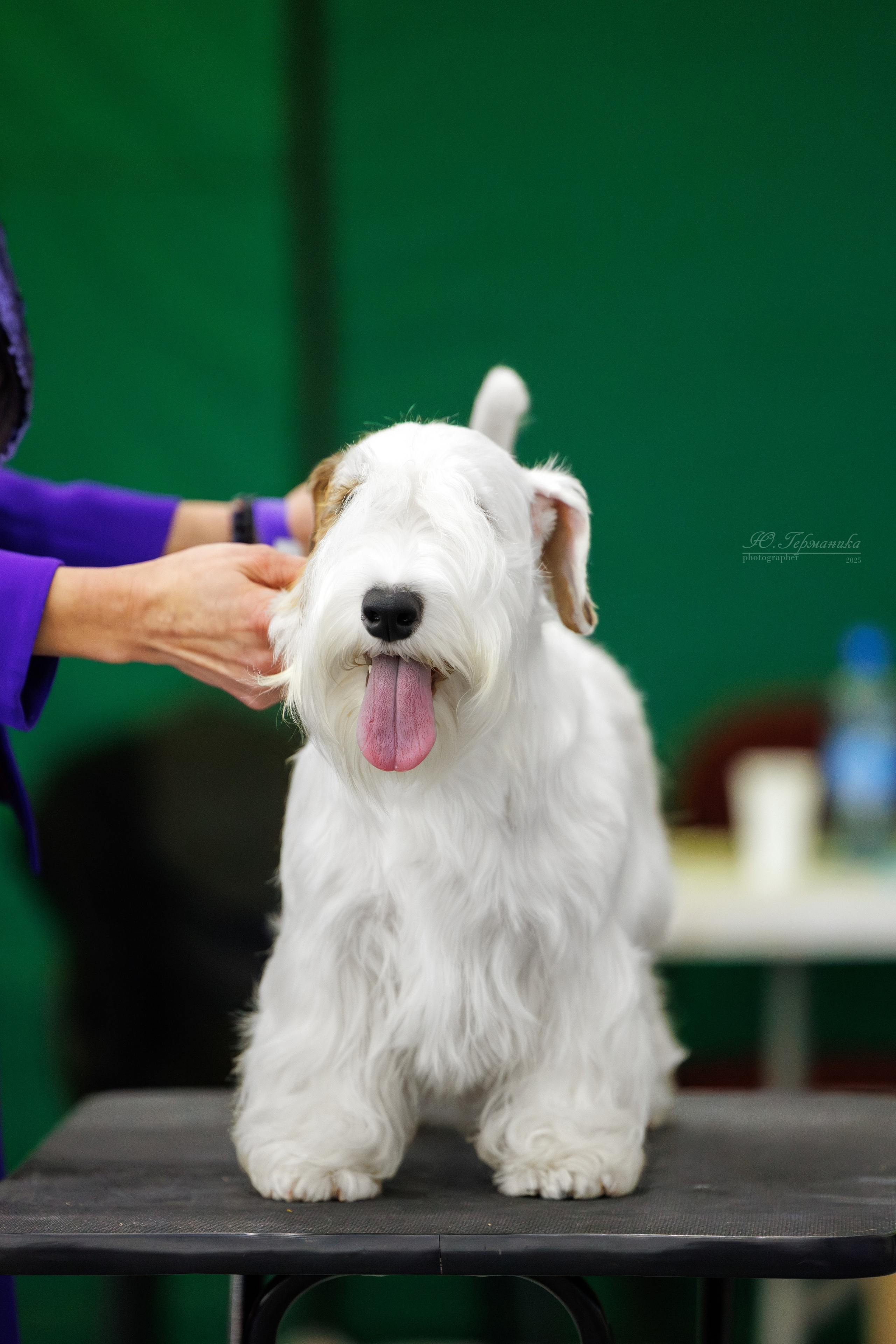 Питер 12-13.12.2025. Фотограф-анималист Юлия Германика