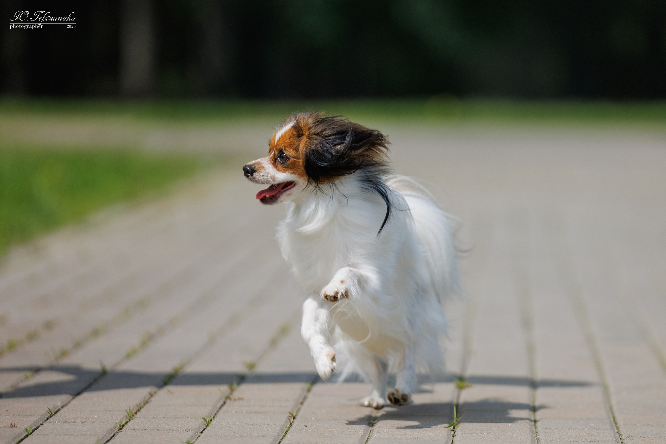 Минск 31.05-1.06.2025. Фотограф-анималист Юлия Германика
