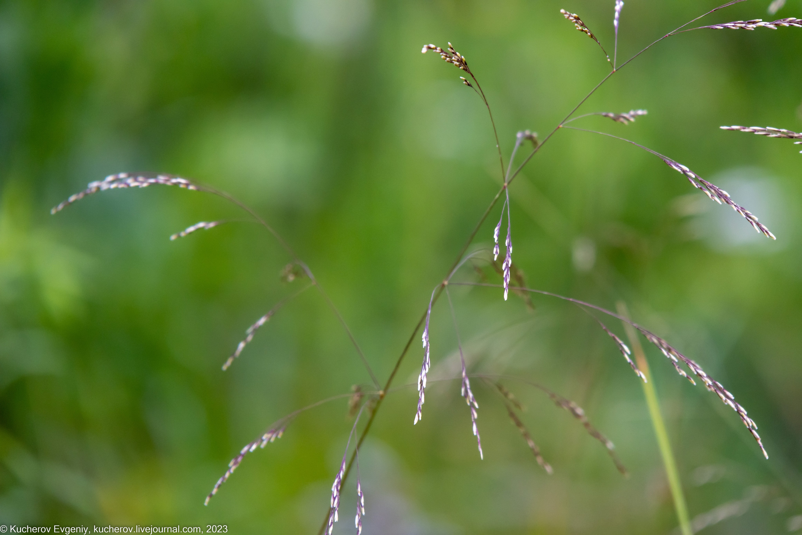 Природа. Кучеров Евгений. Фотограф