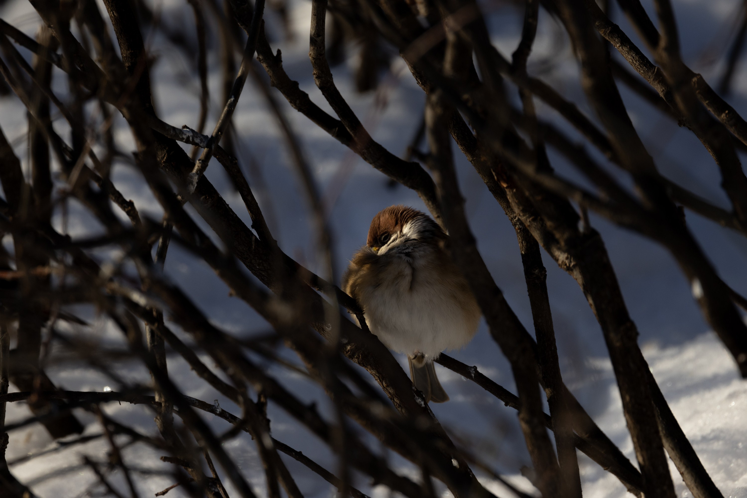 Воробей. Alexsedoykin
