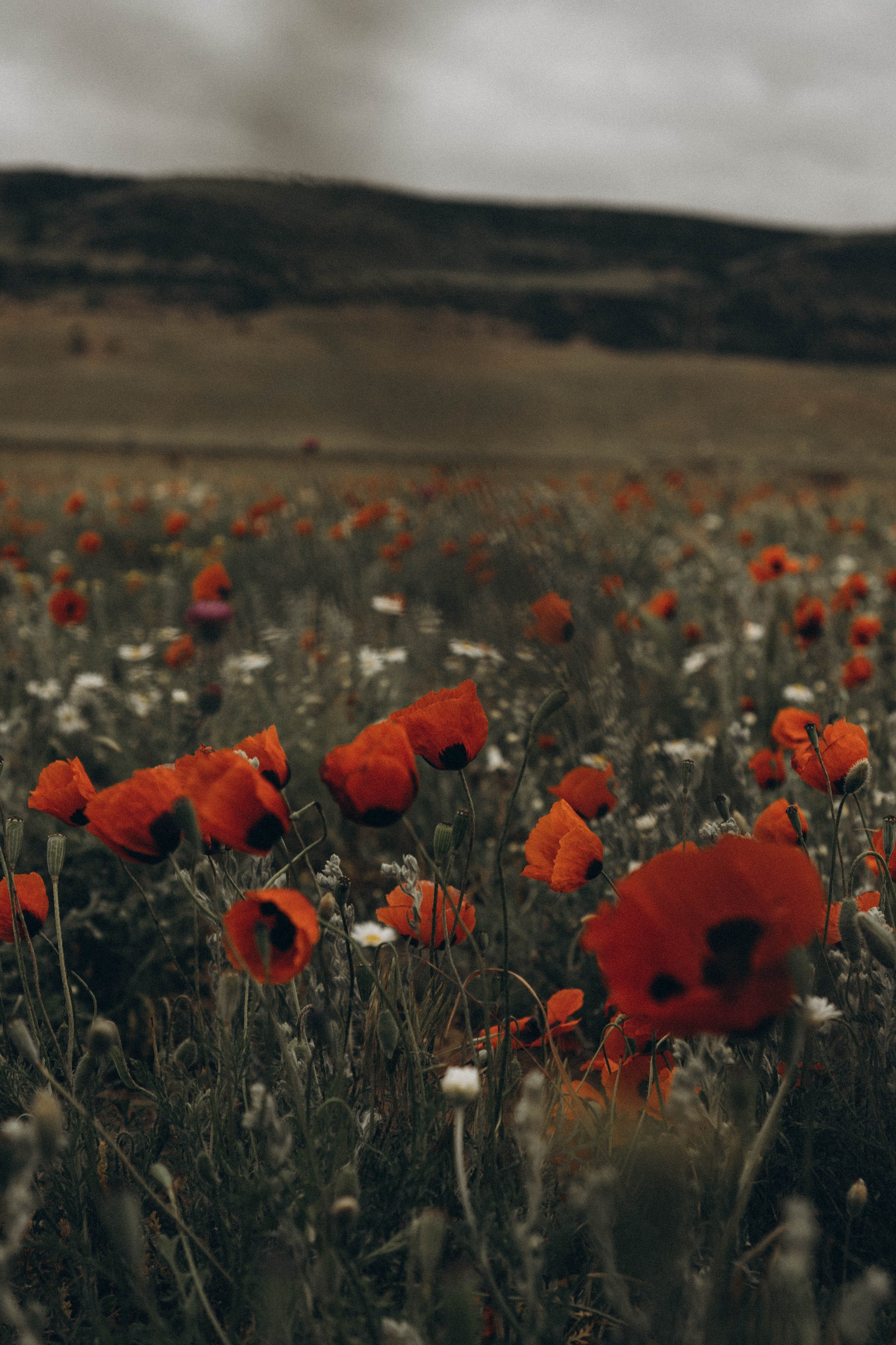 Путешествие в Дагестане. Профессиональный фотограф, Санкт-Петербург — Виктория Богомолова