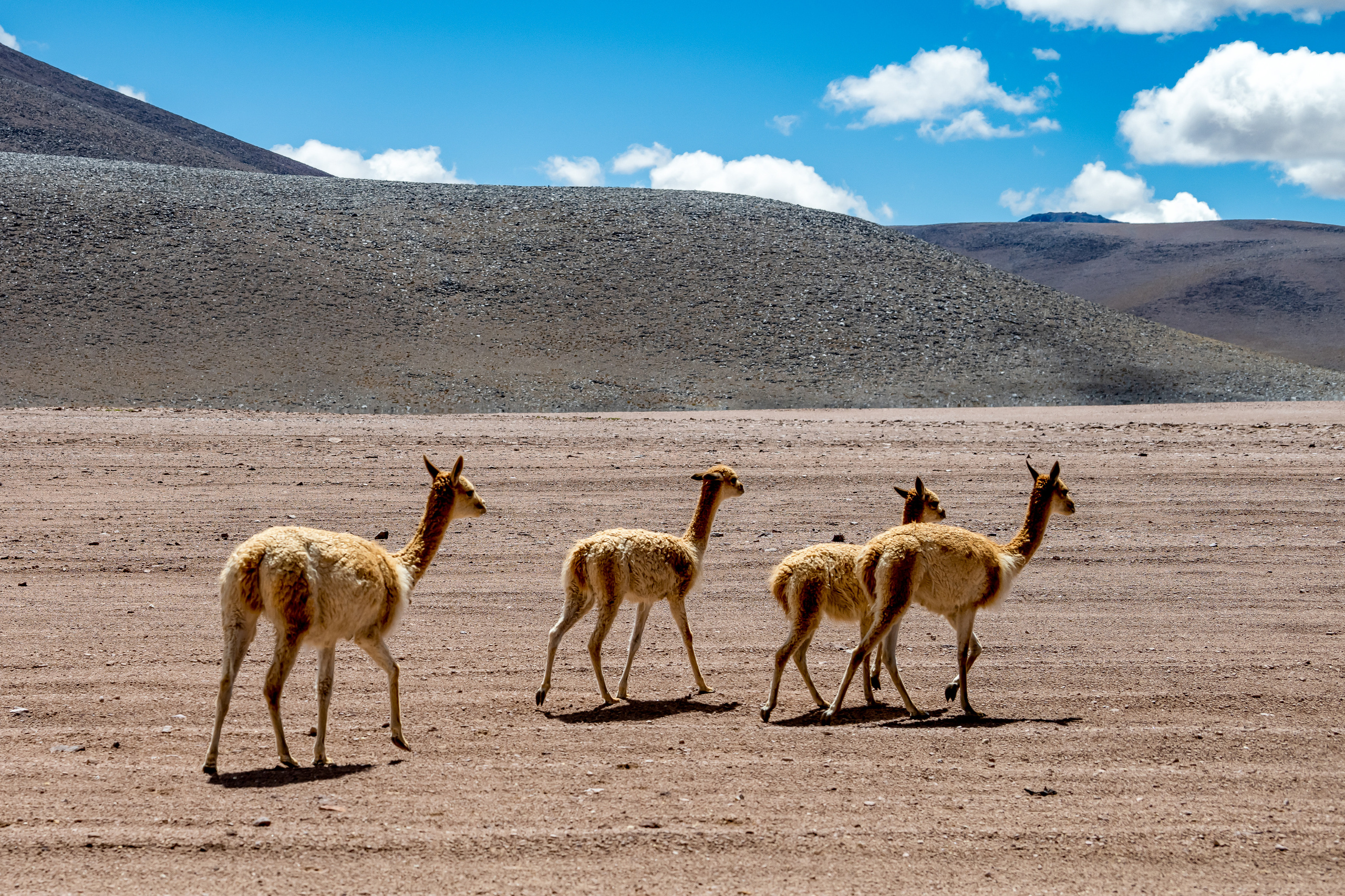 Анды, Альтиплано, Уйуни, Боливия, Пейзаж, Fotozuev, fotozuev, фотограф Зуев Андрей