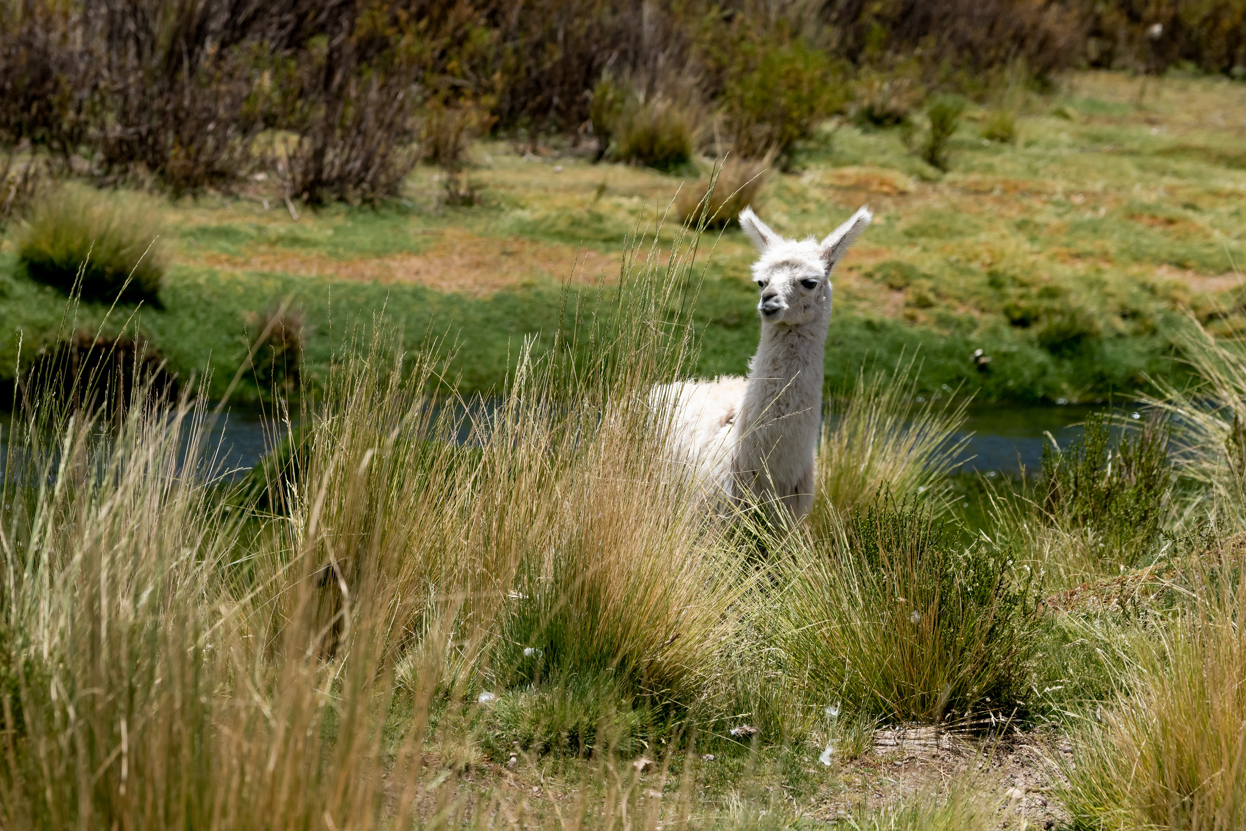 Анды, Альтиплано, Уйуни, Боливия,Лама, Fotozuev, fotozuev, фотограф Зуев Андрей