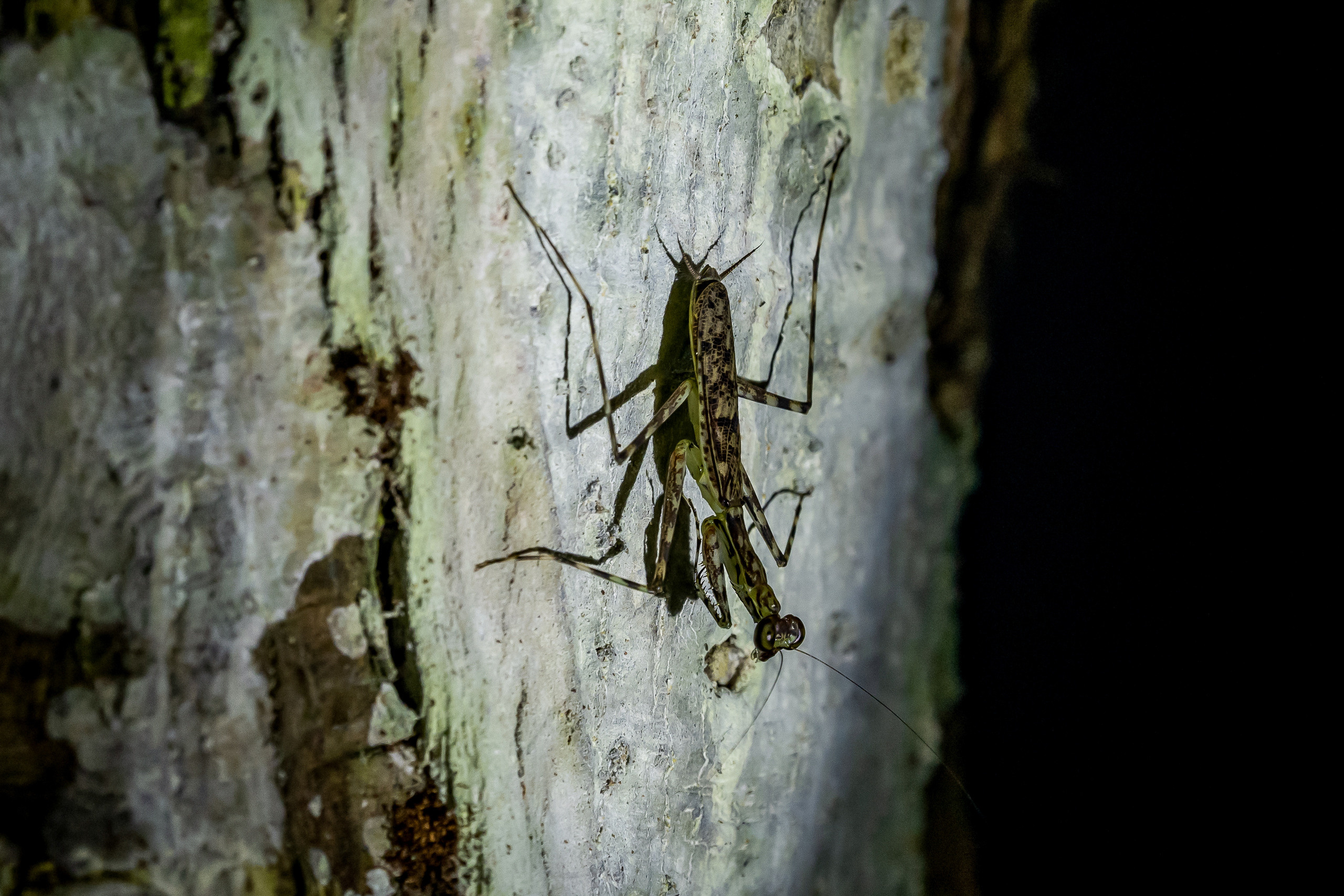 Амазония. Foto-Zuev фотография как искусство