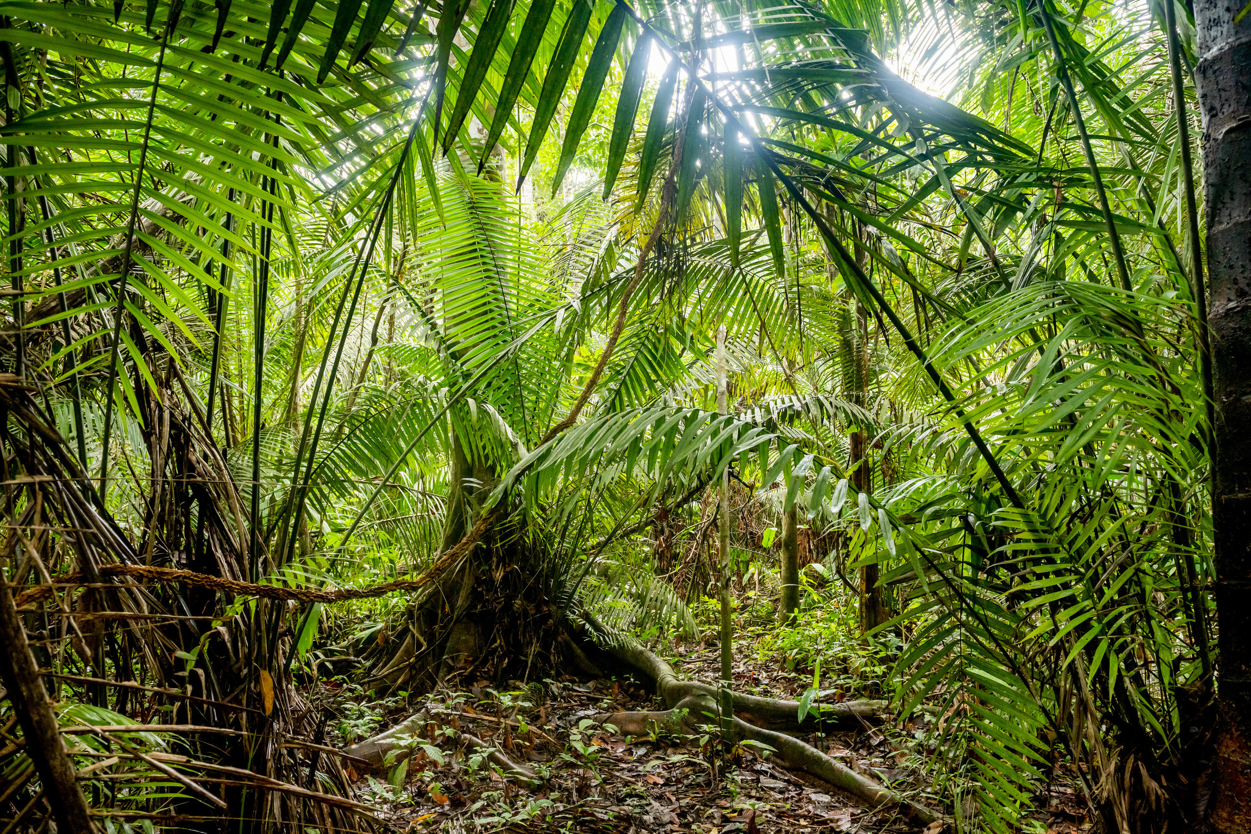 Амазония. Foto-Zuev фотография как искусство
