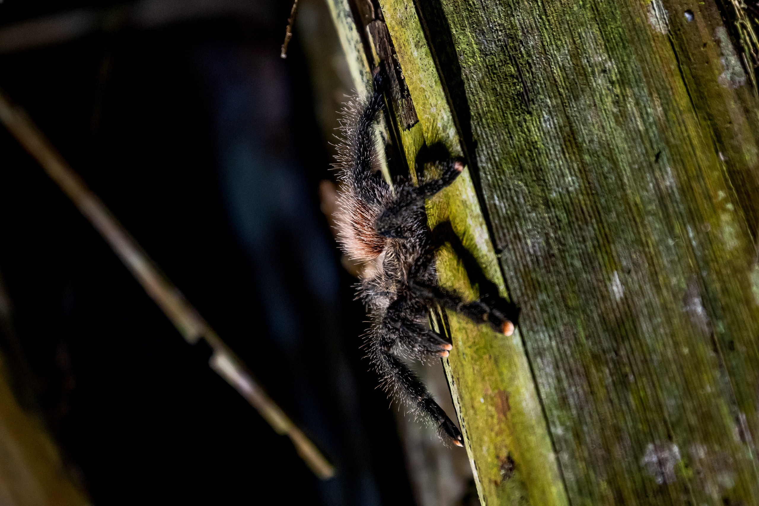 Амазония. Foto-Zuev фотография как искусство