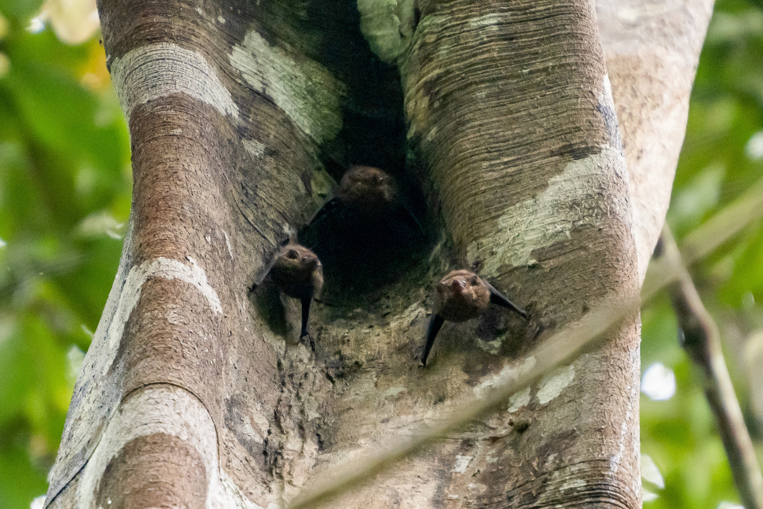 Амазония. Foto-Zuev фотография как искусство