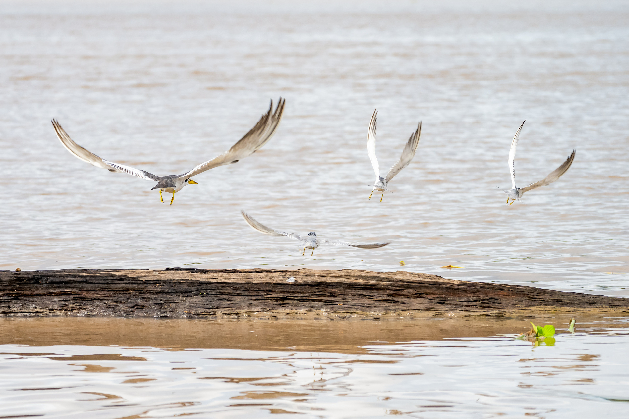 Амазония. Foto-Zuev фотография как искусство