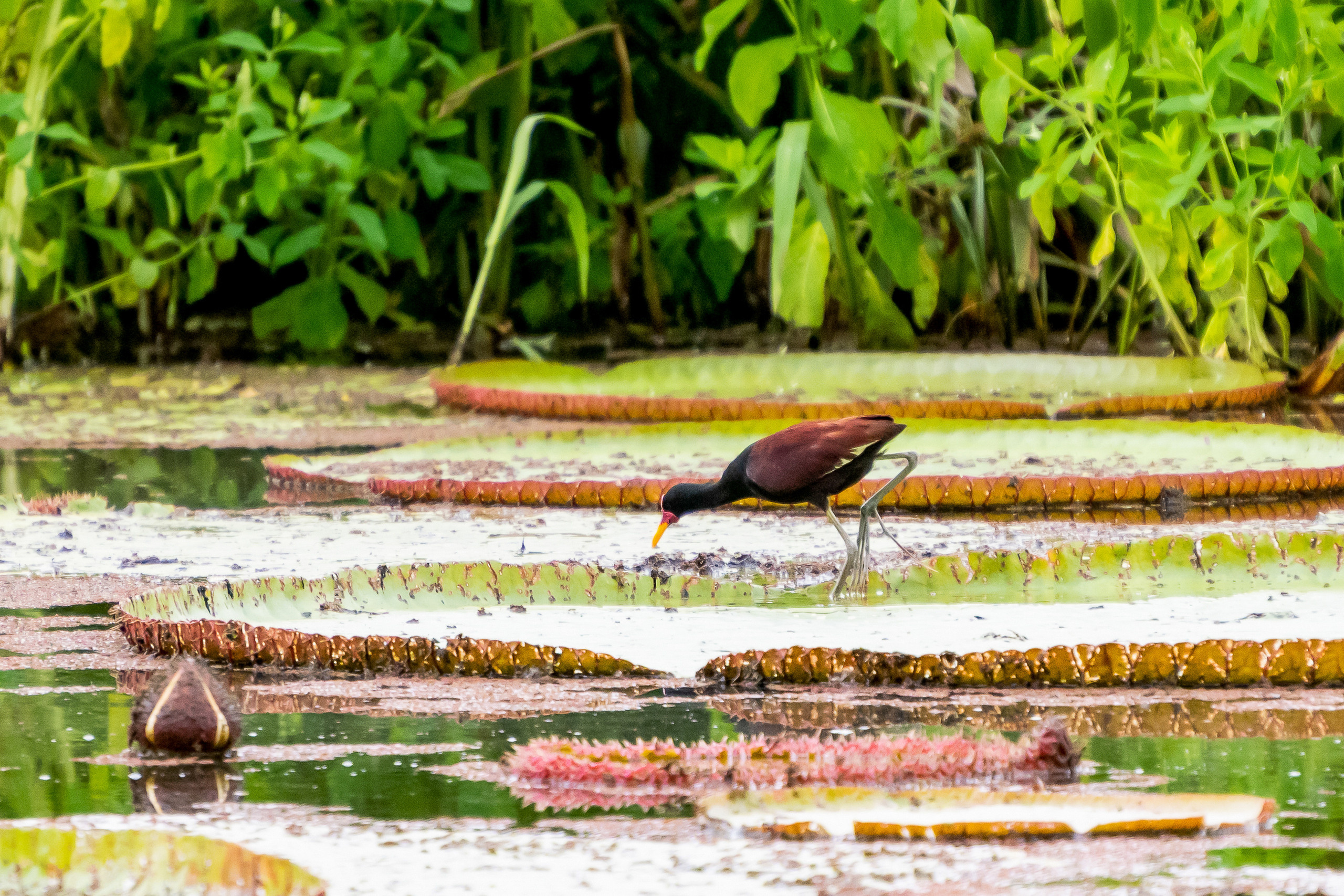 Амазония. Foto-Zuev фотография как искусство
