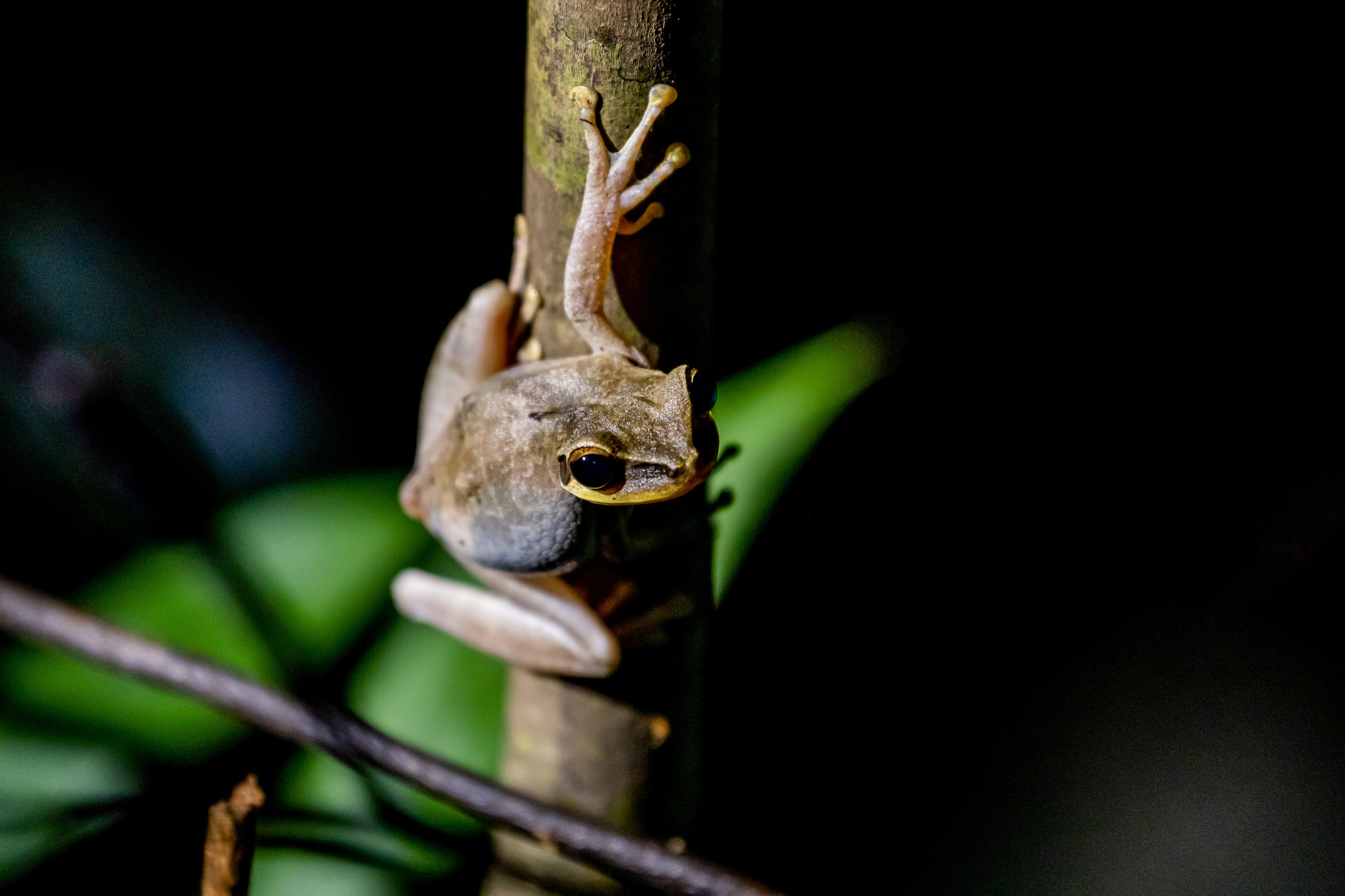 Амазонка, Амазония, Джунгли, Перу, Тропики, Тропический лес, Путешествие в Южную Америку, Путешествие в Перу, Туры на Амазонку