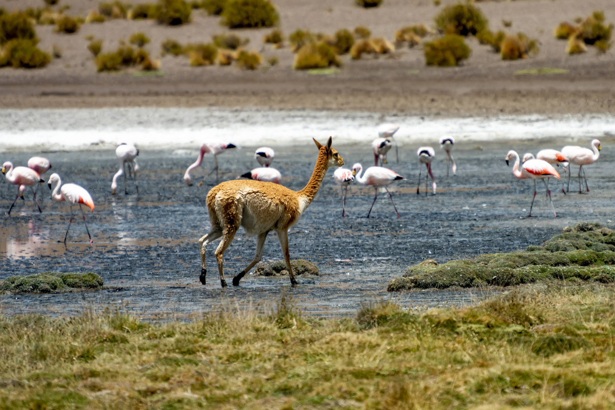 Пейзажный фотограф, Фотографии дикой природы. Foto-Zuev фотография как искусство