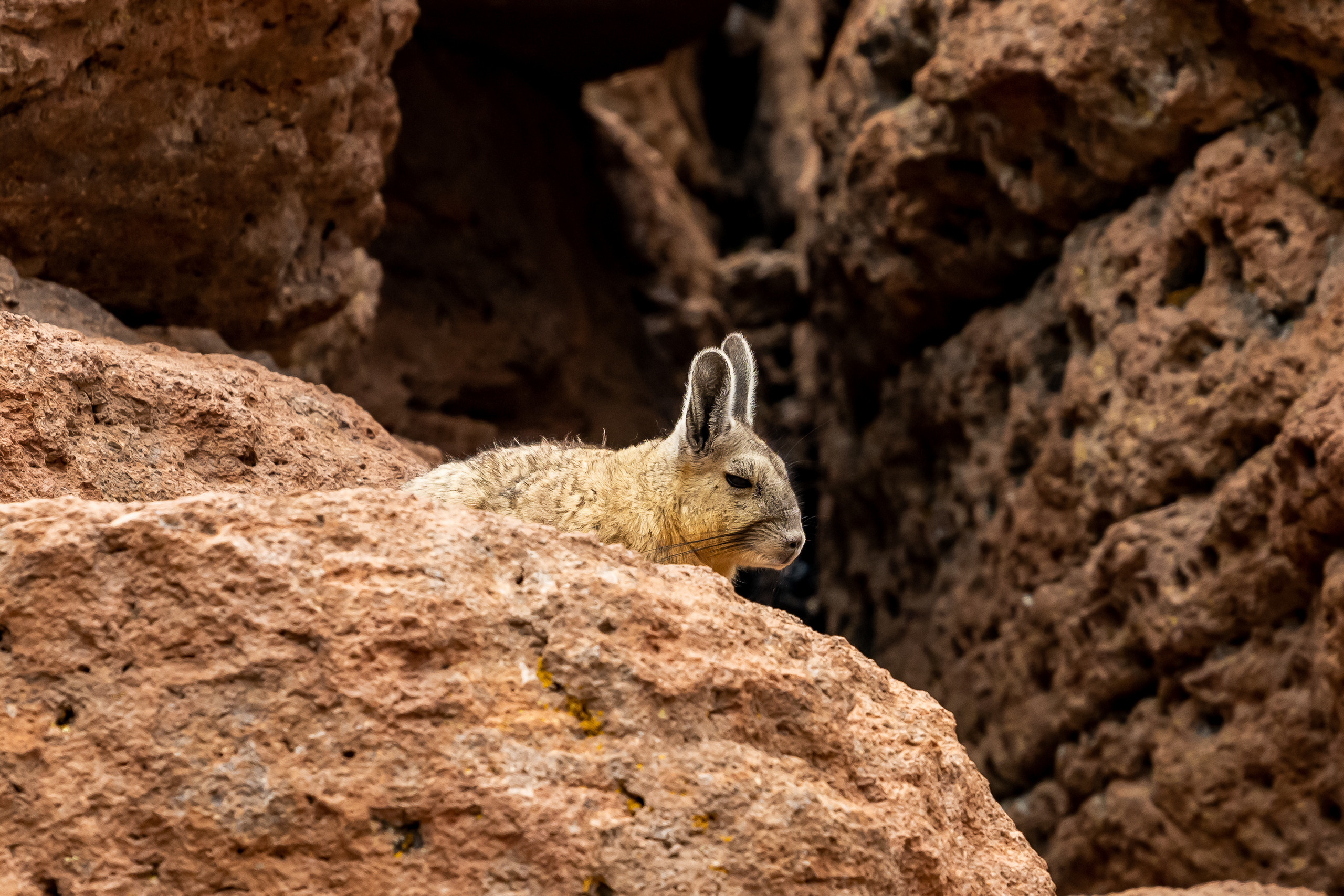 Пейзажный фотограф, Фотографии дикой природы. Foto-Zuev фотография как искусство