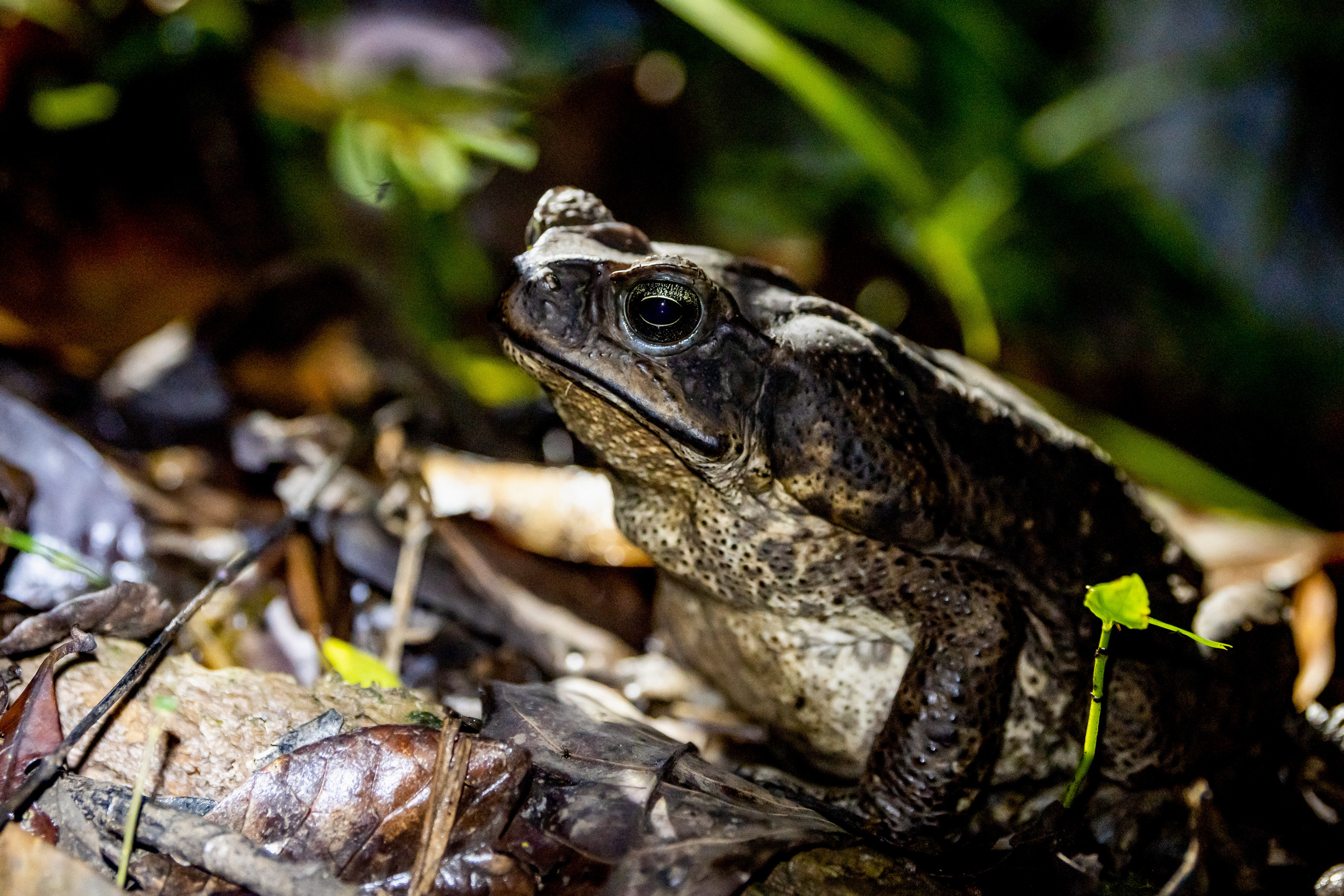 Амазонка, Амазония, Джунгли, Перу, Тропики, Тропический лес, Путешествие в Южную Америку, Путешествие в Перу, Туры на Амазонку