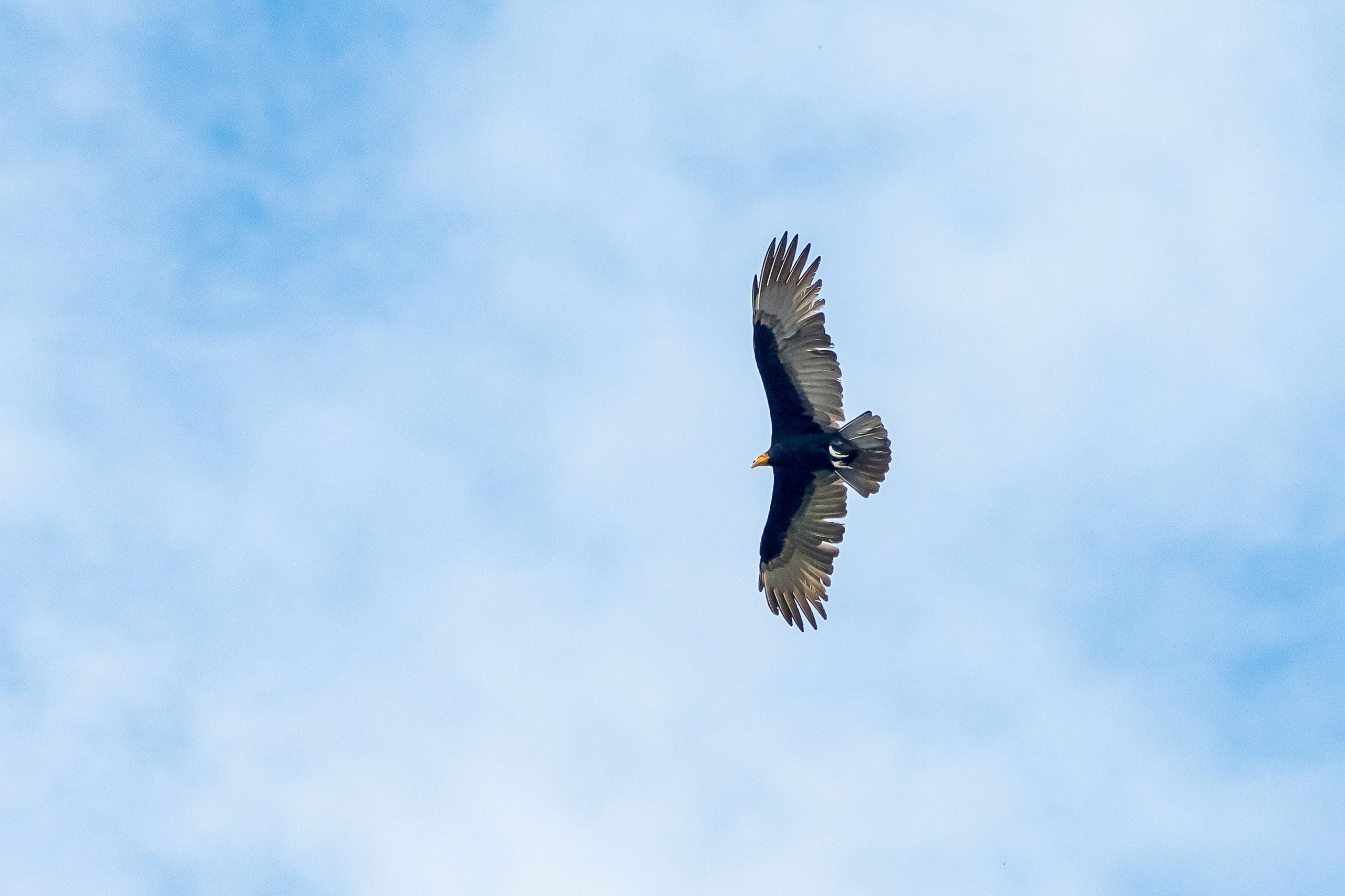 Амазонка, Амазония, Джунгли, Перу, Тропики, Тропический лес, Путешествие в Южную Америку, Путешествие в Перу, Туры на Амазонку