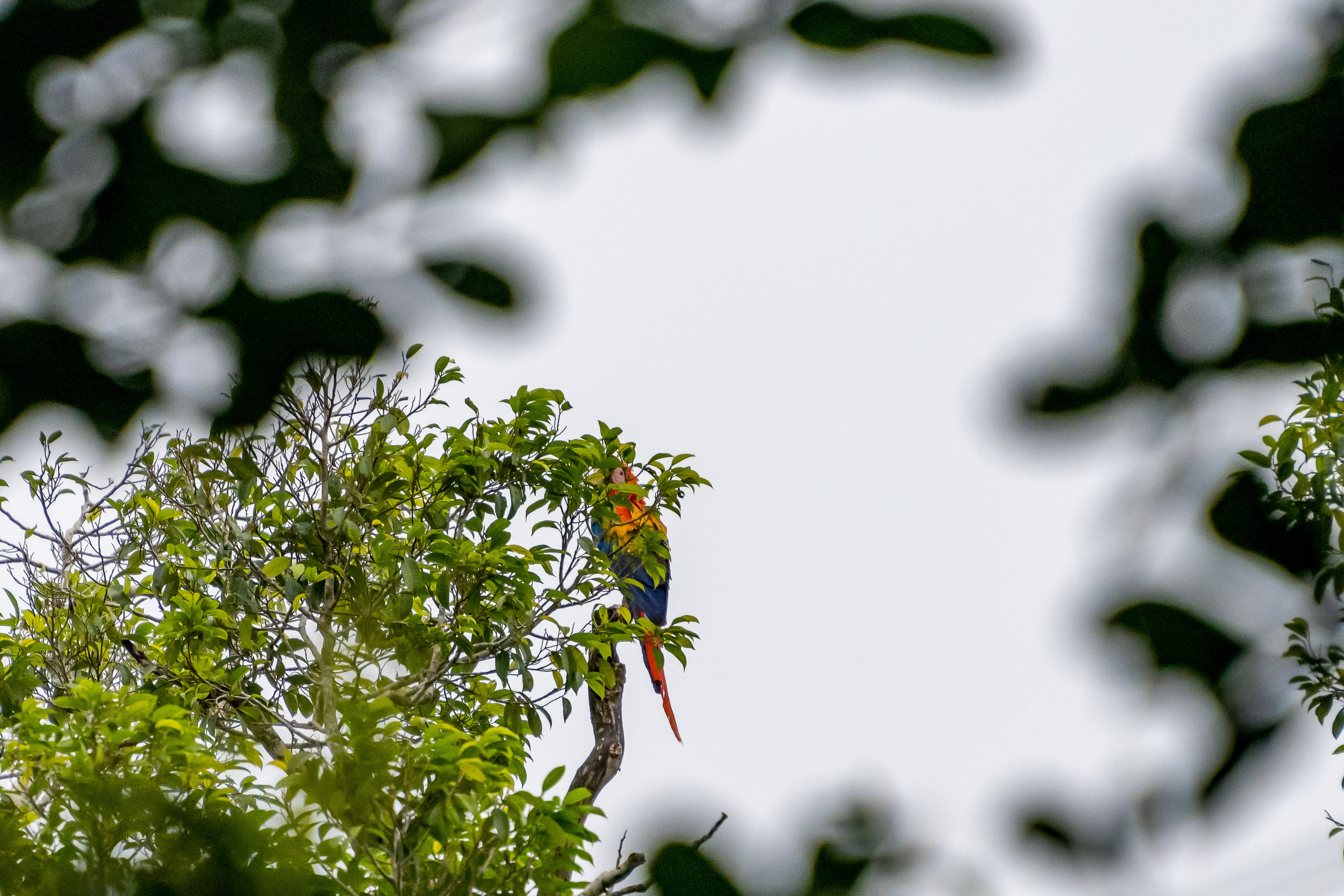 Амазония. Foto-Zuev фотография как искусство