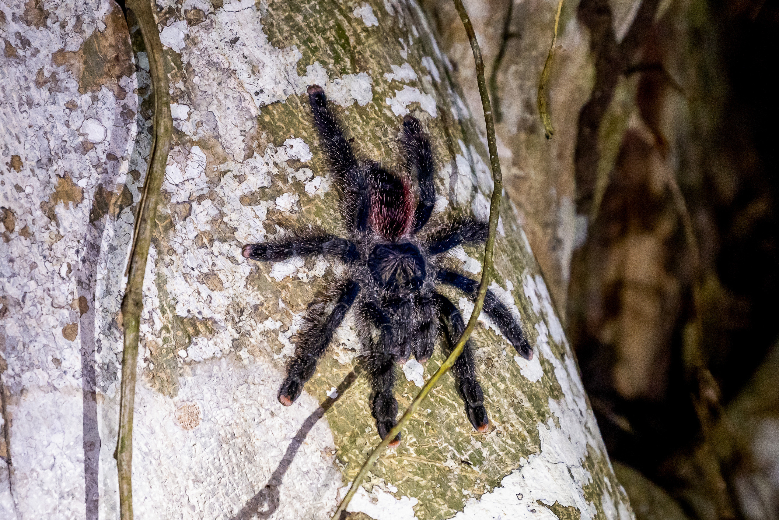 Амазония. Foto-Zuev фотография как искусство