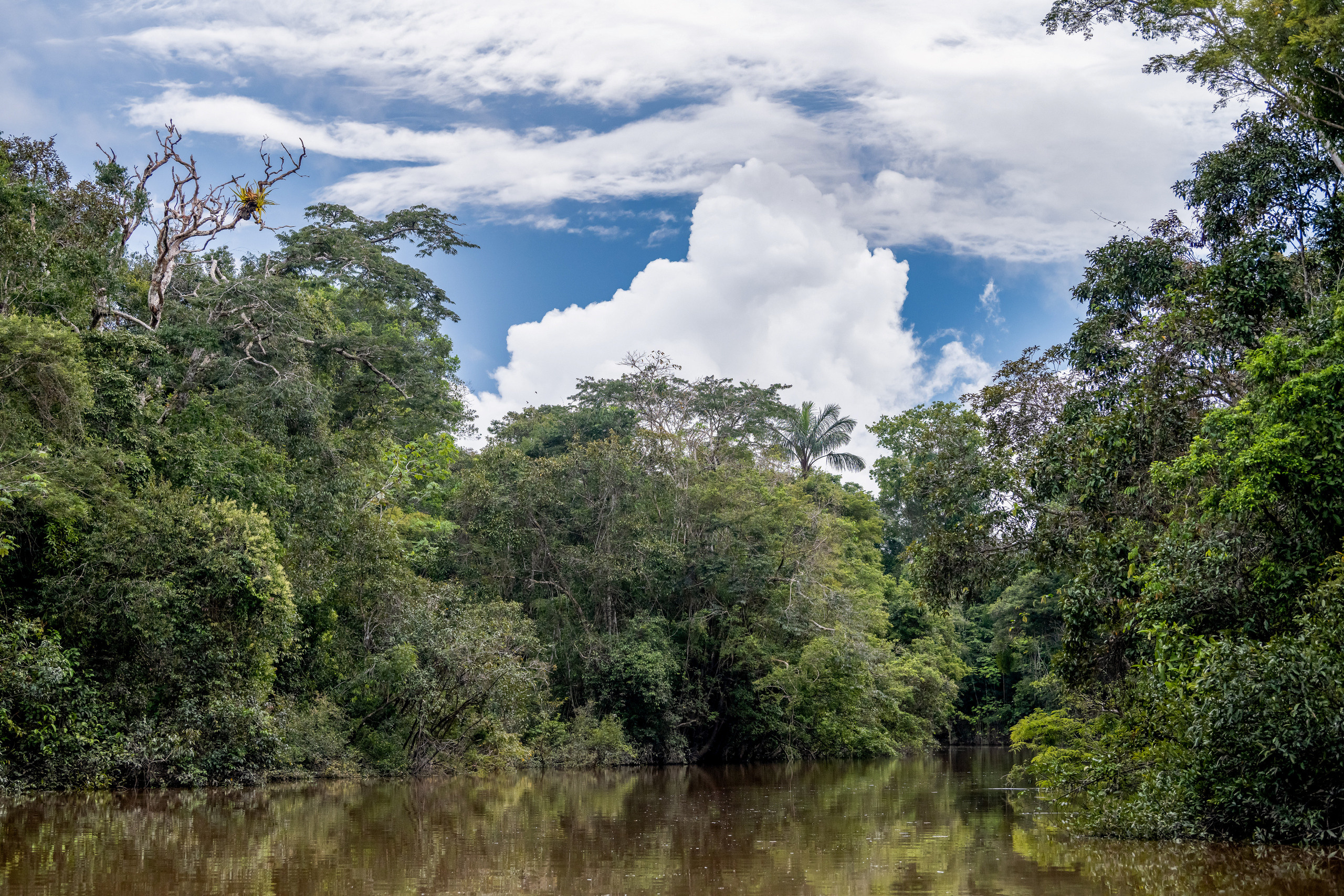 Амазония. Foto-Zuev фотография как искусство