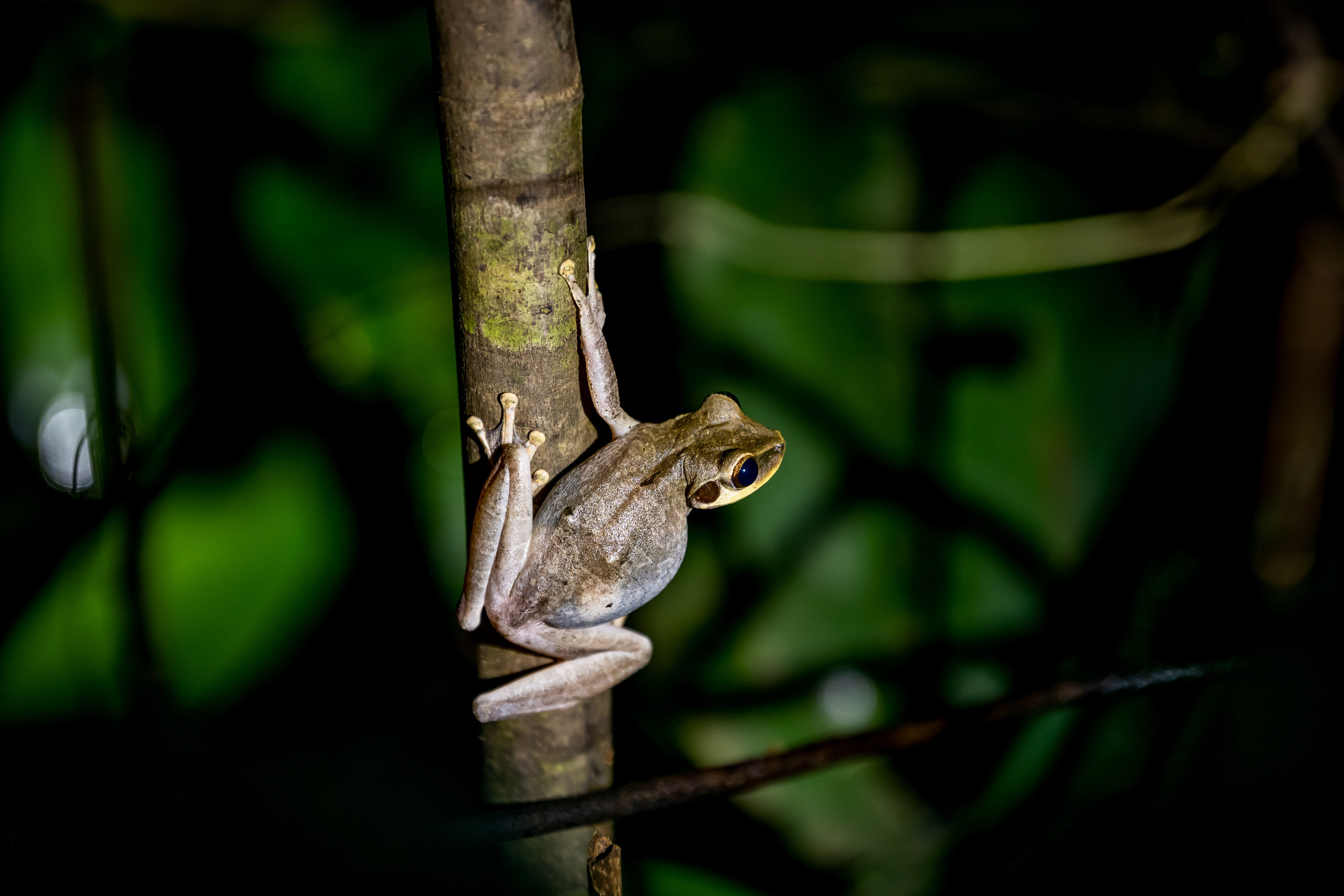 Амазонка, Амазония, Джунгли, Перу, Тропики, Тропический лес, Путешествие в Южную Америку, Путешествие в Перу, Туры на Амазонку