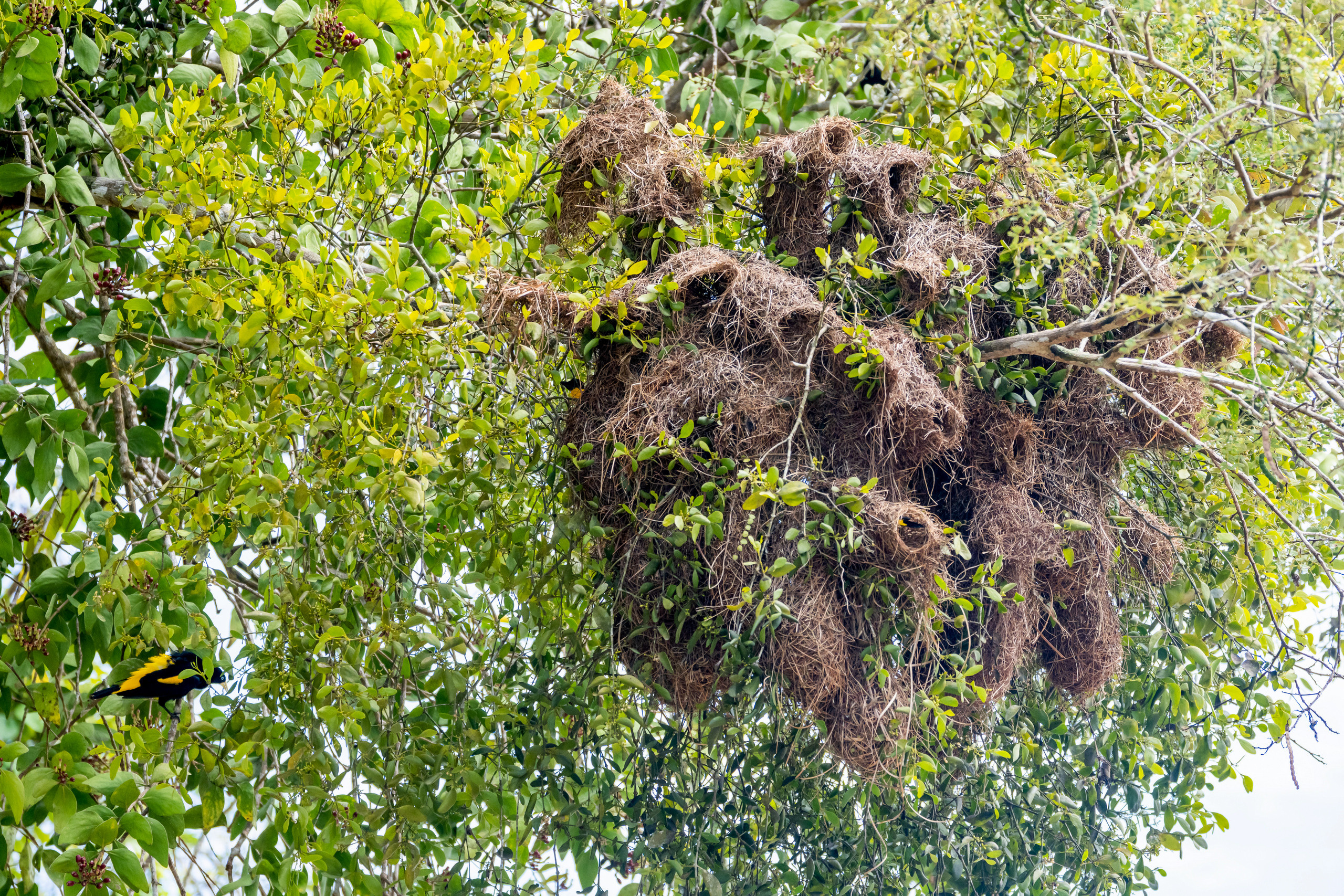 Амазония. Foto-Zuev фотография как искусство