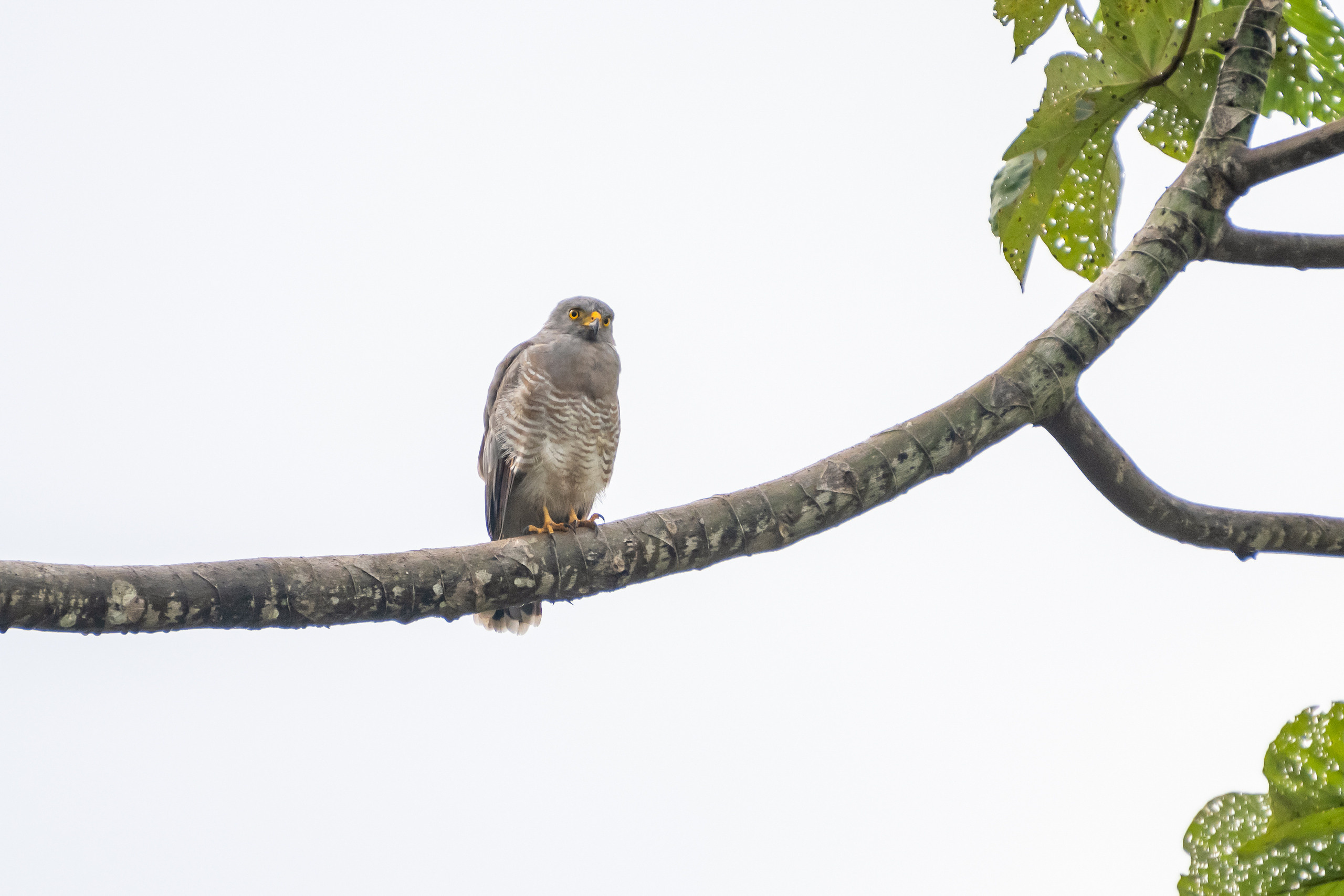 Амазония. Foto-Zuev фотография как искусство