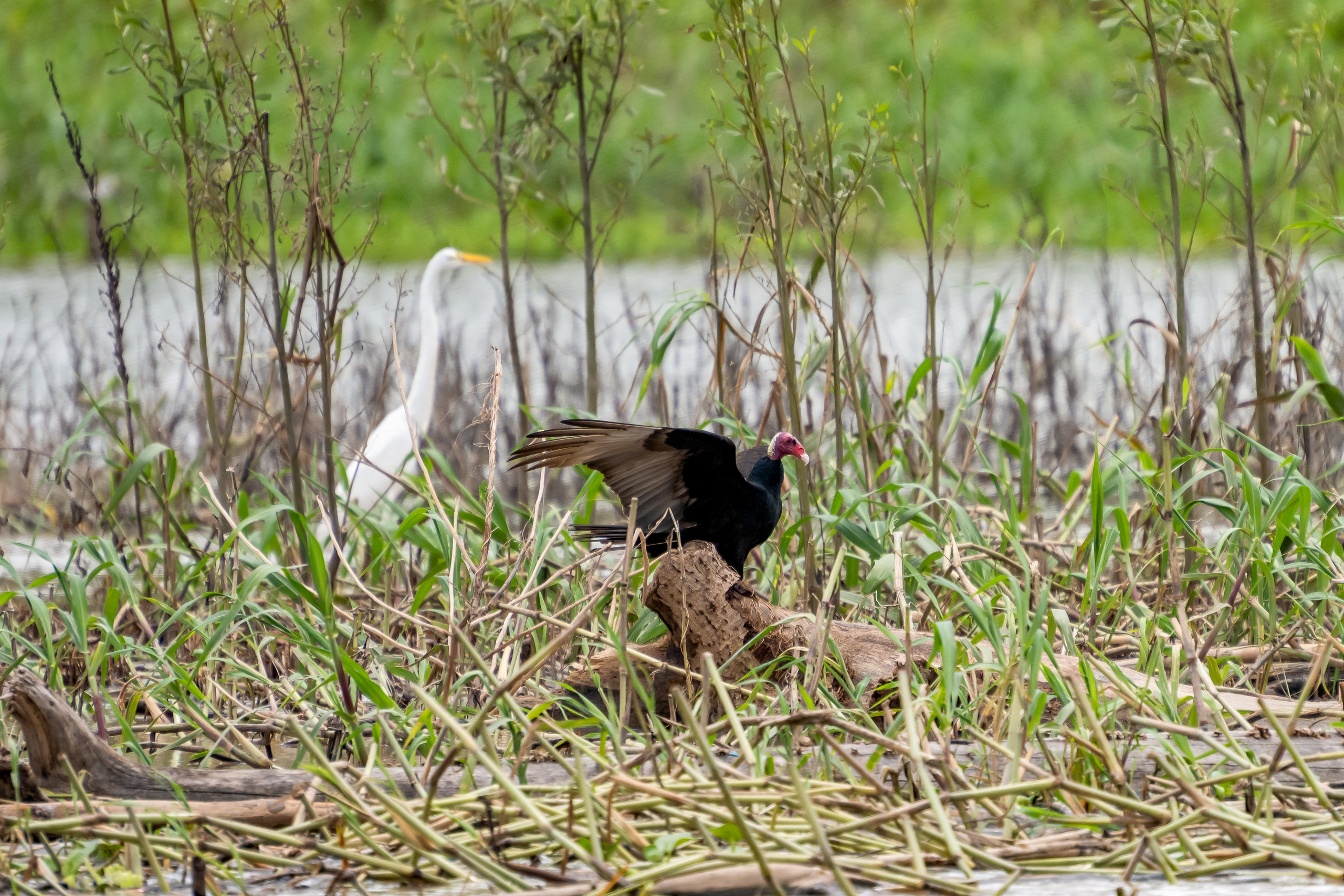 Амазонка, Амазония, Джунгли, Перу, Тропики, Тропический лес, Путешествие в Южную Америку, Путешествие в Перу, Туры на Амазонку