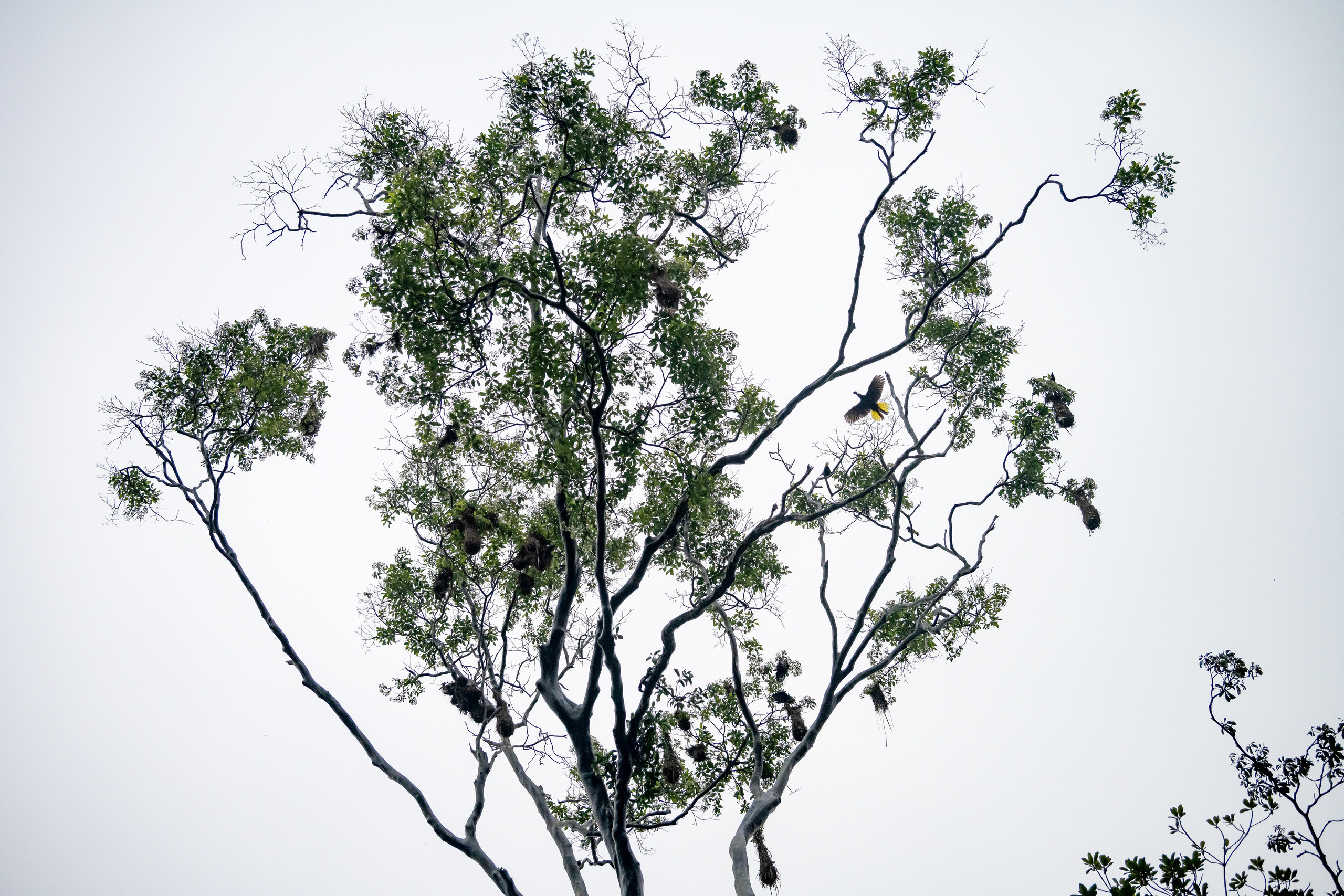 Амазония. Foto-Zuev фотография как искусство